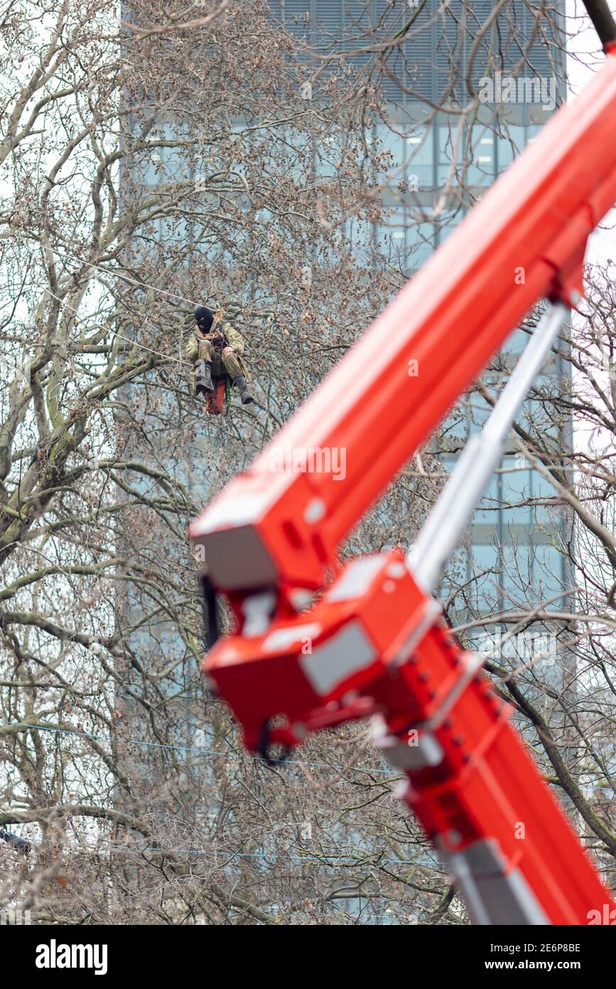 Räumung von Stop HS2 Demonstranten vom Campingplatz in Euston Square Gardens, London, 27. Januar 2021. Ein Protestler hängt an einem Seil zwischen Bäumen. Stockfoto