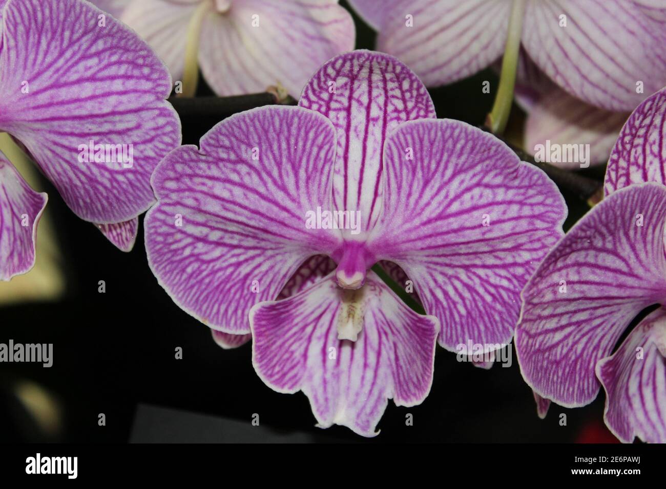 Schöne rosa und weiße Orchidee in einer Orchideenshow, Vereinigte Staaten Stockfoto