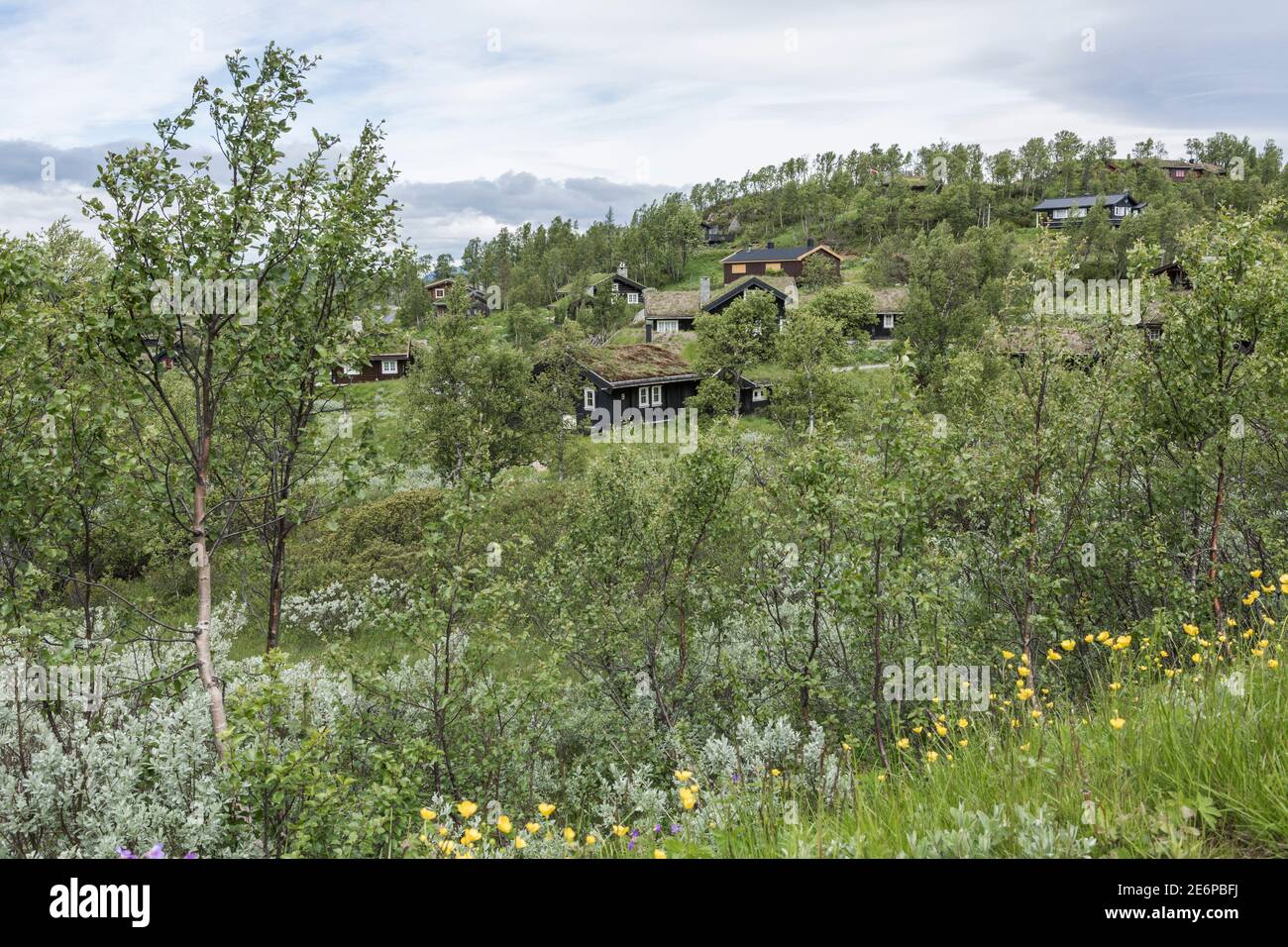 Holzhütten mit moosbedeckten Dächern, eingebettet zwischen den Bäumen, Sträuchern und üppiger Vegetation der Hardangervidda-Landschaft Norwegens Stockfoto