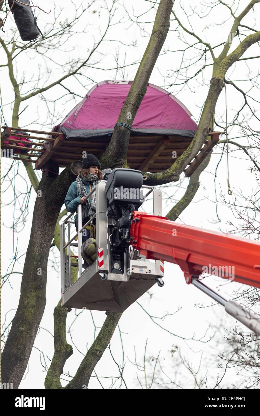 Räumung von Stop HS2 Demonstranten vom Campingplatz in Euston Square Gardens, London, 27. Januar 2021. Ein Protestler, der von einem Kirschpflücker vom Baum heruntergebracht wurde Stockfoto