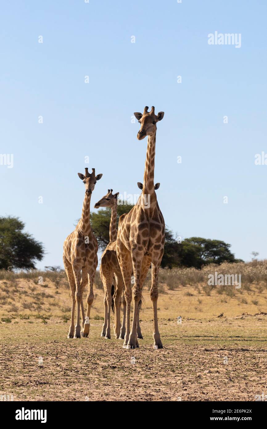 Kap oder südafrikanische Giraffe (Giraffa camelopardalis giraffa) Junge Giraffen stehen an einem Wasserloch, um an der Reihe zu trinken, Kgalagadi Transfrontie Stockfoto