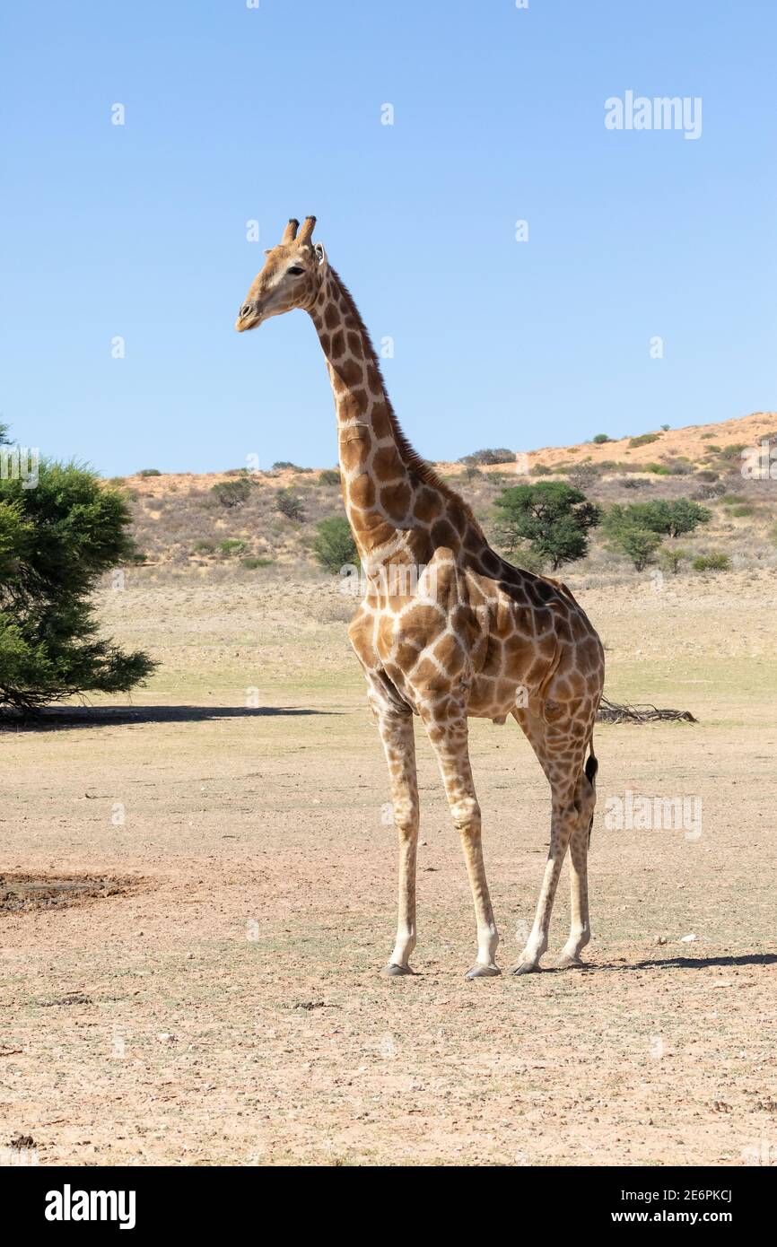 Kap oder südafrikanische Giraffe (Giraffa camelopardalis giraffa) Auob River, Kgalagadi Transfrontier Park, Kalahari, Nordkap, Südafrika Stockfoto