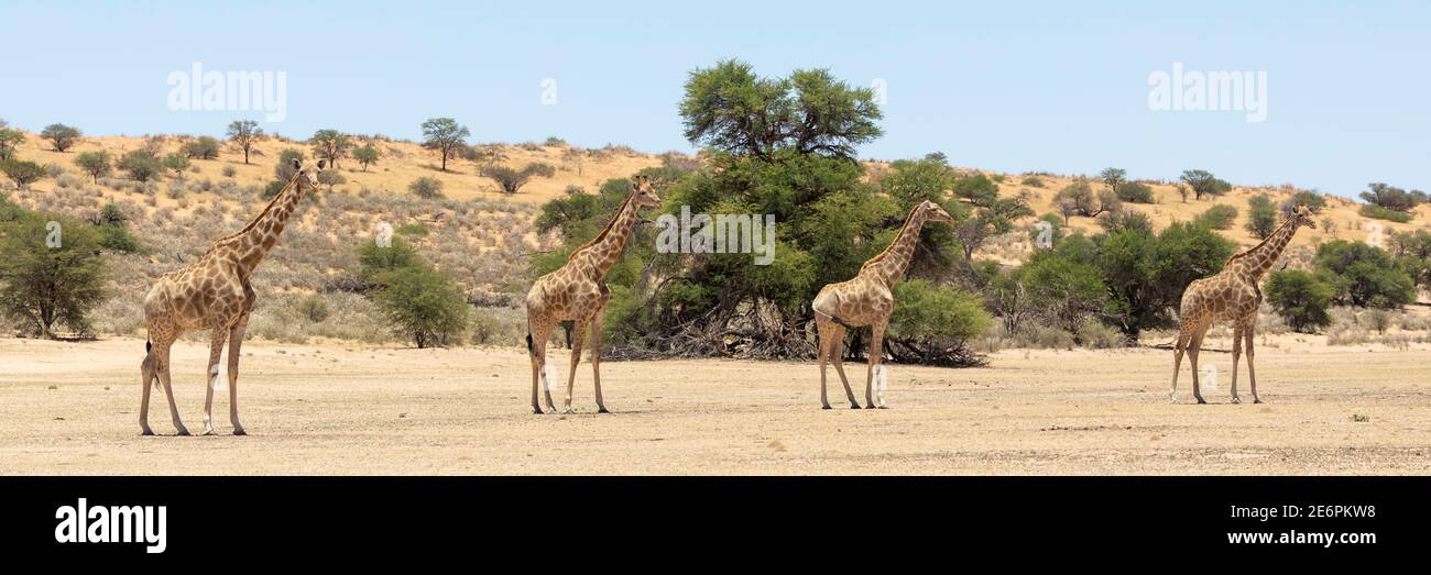 Kap oder südafrikanische Giraffe (Giraffa camelopardalis giraffa) Kgalagadi Transfrontier Park, Kalahari, Nordkap, Südafrika. Panorama in der Au Stockfoto