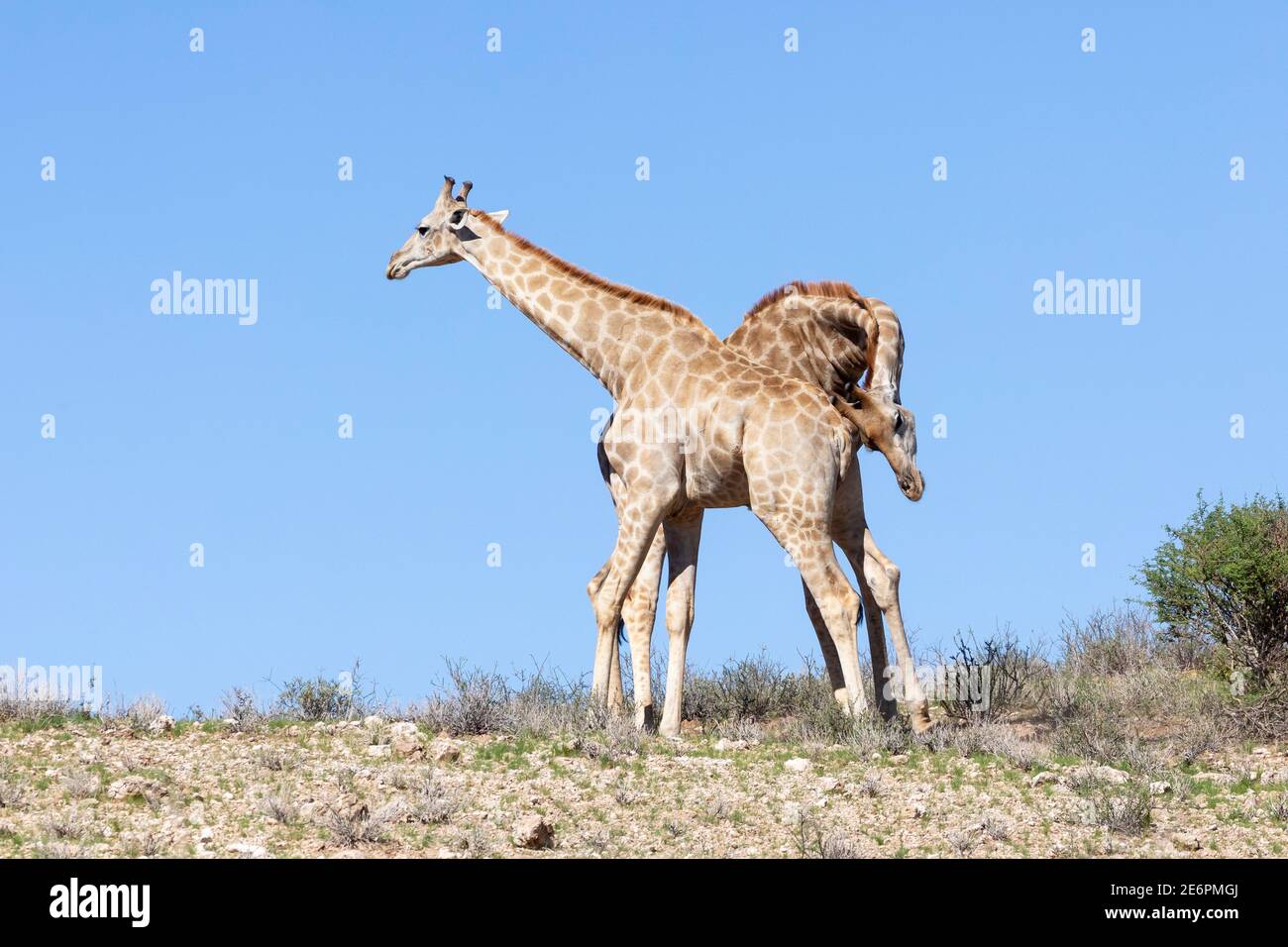 Kap oder südafrikanische Giraffe (Giraffa camelopardalis giraffa) Zuchtpaar in Paarungsdarstellung auf roter Düne, Kgalagadi Transfrontier Park, Kalahari, No Stockfoto