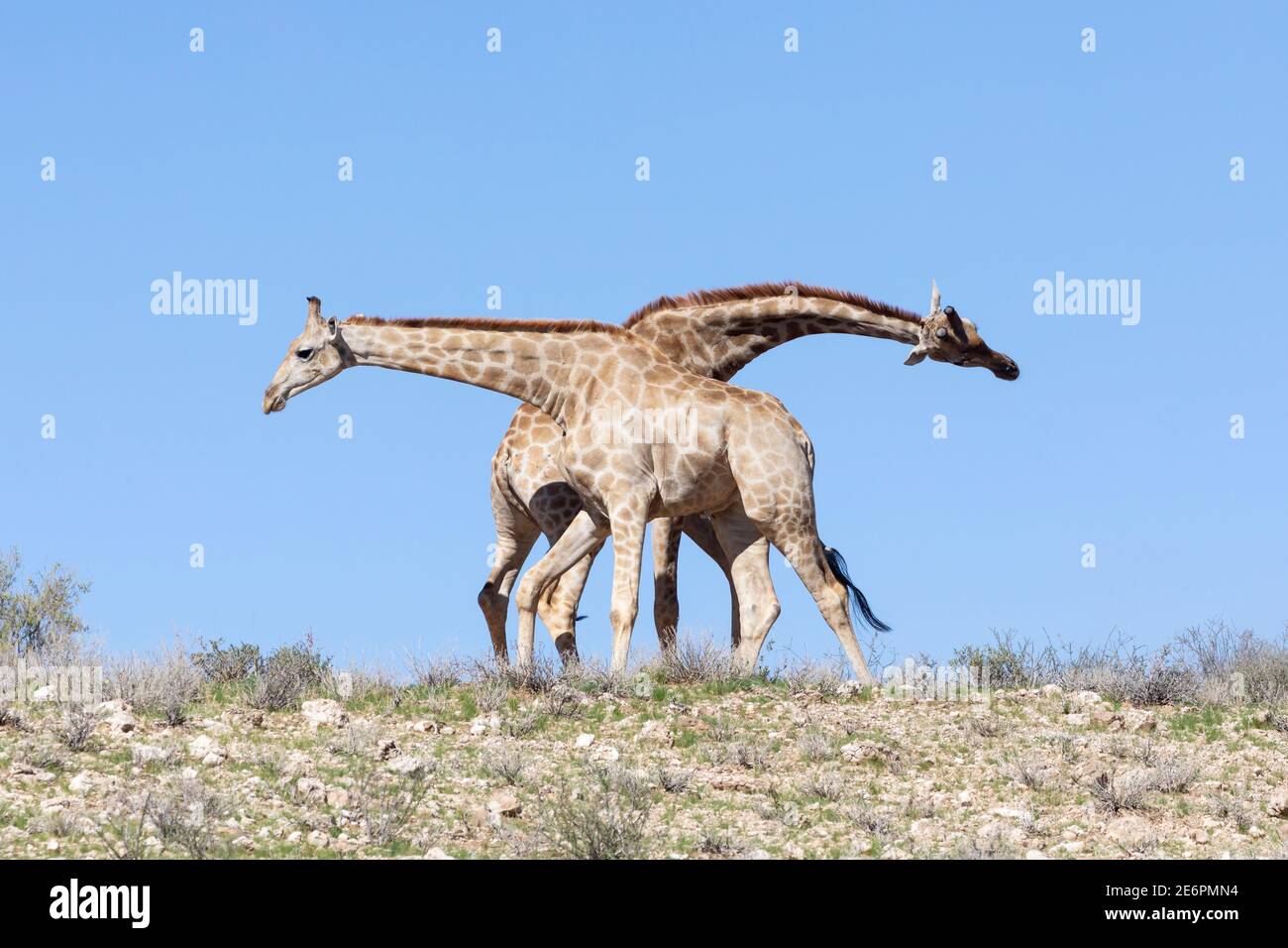 Paar der Kap- oder Südafrikanischen Giraffe (Giraffa camelopardalis giraffa) in Paarungsanzeige auf roter Dünensilhouette, Kgalagadi Transfrontier Park, Kalahari, Stockfoto