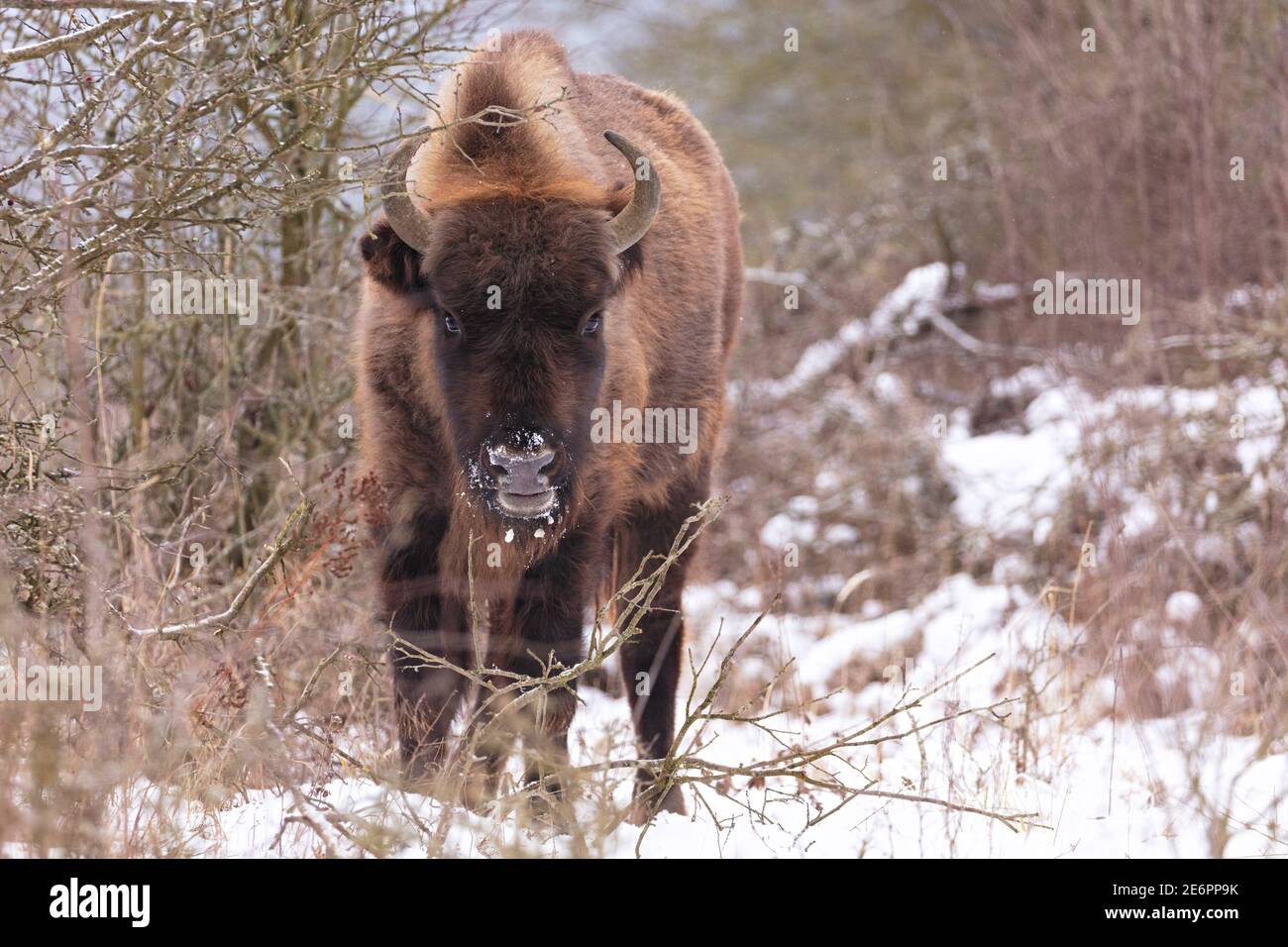 Europäische Bisons im schönen weißen Wald im Winter Stockfoto