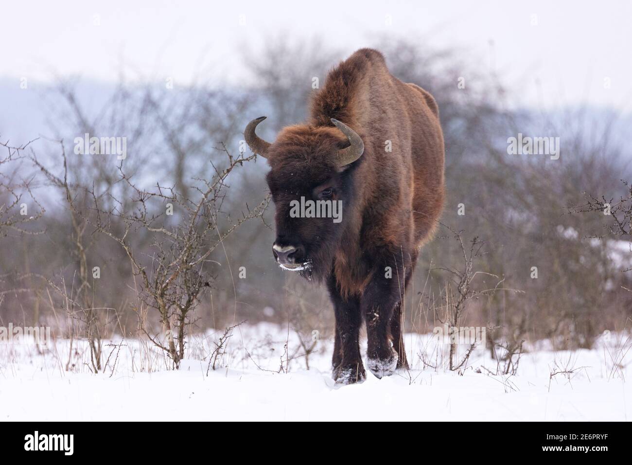 Europäische Bisons im schönen weißen Wald im Winter Stockfoto