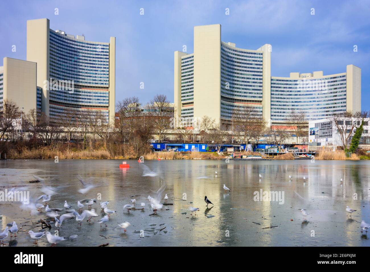 Wien, Wien: Vienna International Center (United Nations Office), gefrorener See Kaiserwasser, Schwarzkopfmöwe (Chroicocephalus ridibundus) im Winter Stockfoto