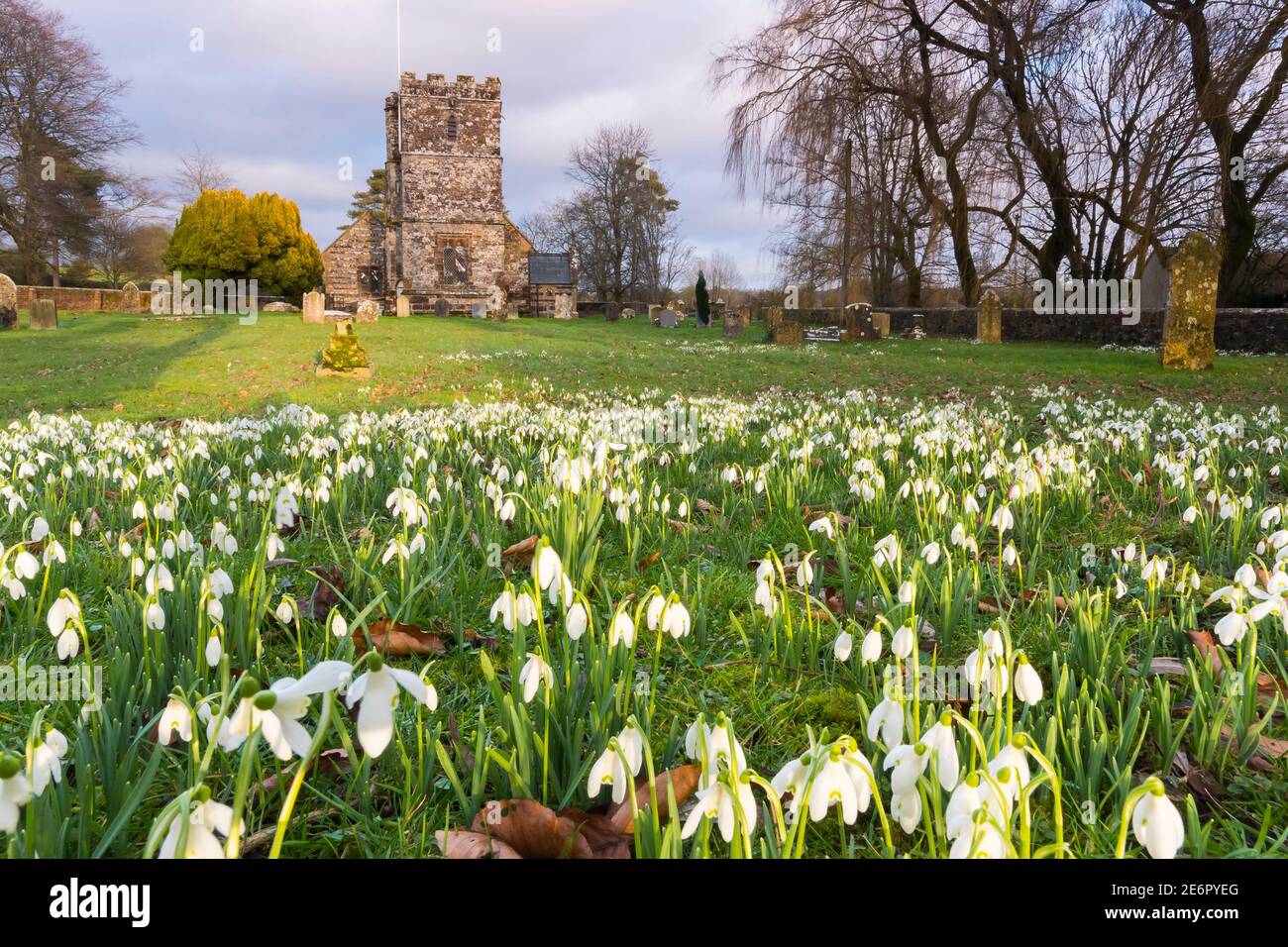 Winterborne Zelston, Dorset, Großbritannien. Januar 2021. Wetter in Großbritannien. Ein Teppich voller Schneeglöckchen in Blüte auf dem Friedhof in der St. Mary's Church in Winterborne Zelston in Dorset an einem Nachmittag der sonnigen Zauber. Bild: Graham Hunt/Alamy Live News Stockfoto