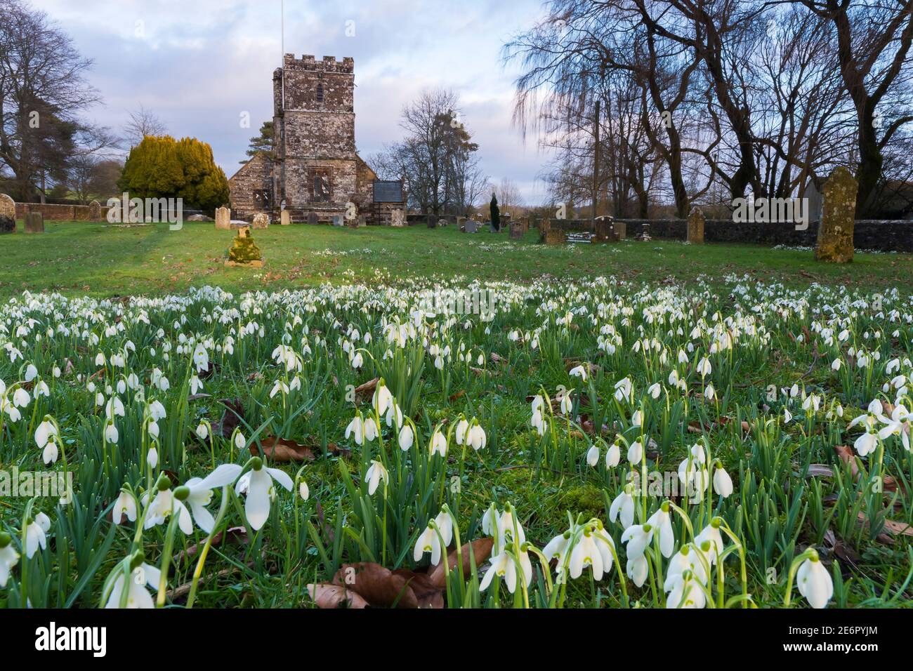 Winterborne Zelston, Dorset, Großbritannien. Januar 2021. Wetter in Großbritannien. Ein Teppich voller Schneeglöckchen in Blüte auf dem Friedhof in der St. Mary's Church in Winterborne Zelston in Dorset an einem Nachmittag der sonnigen Zauber. Bild: Graham Hunt/Alamy Live News Stockfoto