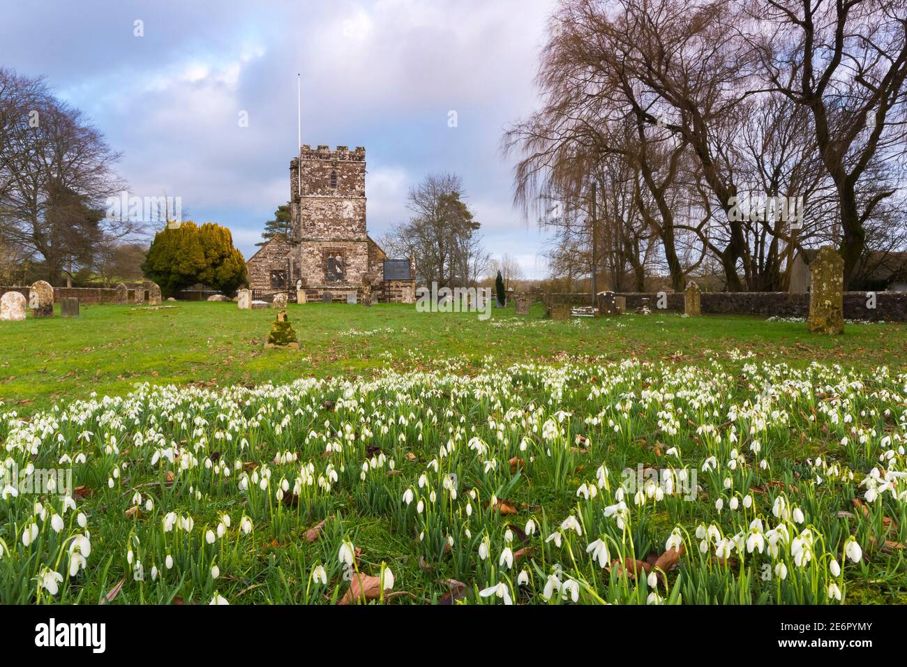 Winterborne Zelston, Dorset, Großbritannien. Januar 2021. Wetter in Großbritannien. Ein Teppich voller Schneeglöckchen in Blüte auf dem Friedhof in der St. Mary's Church in Winterborne Zelston in Dorset an einem Nachmittag der sonnigen Zauber. Bild: Graham Hunt/Alamy Live News Stockfoto