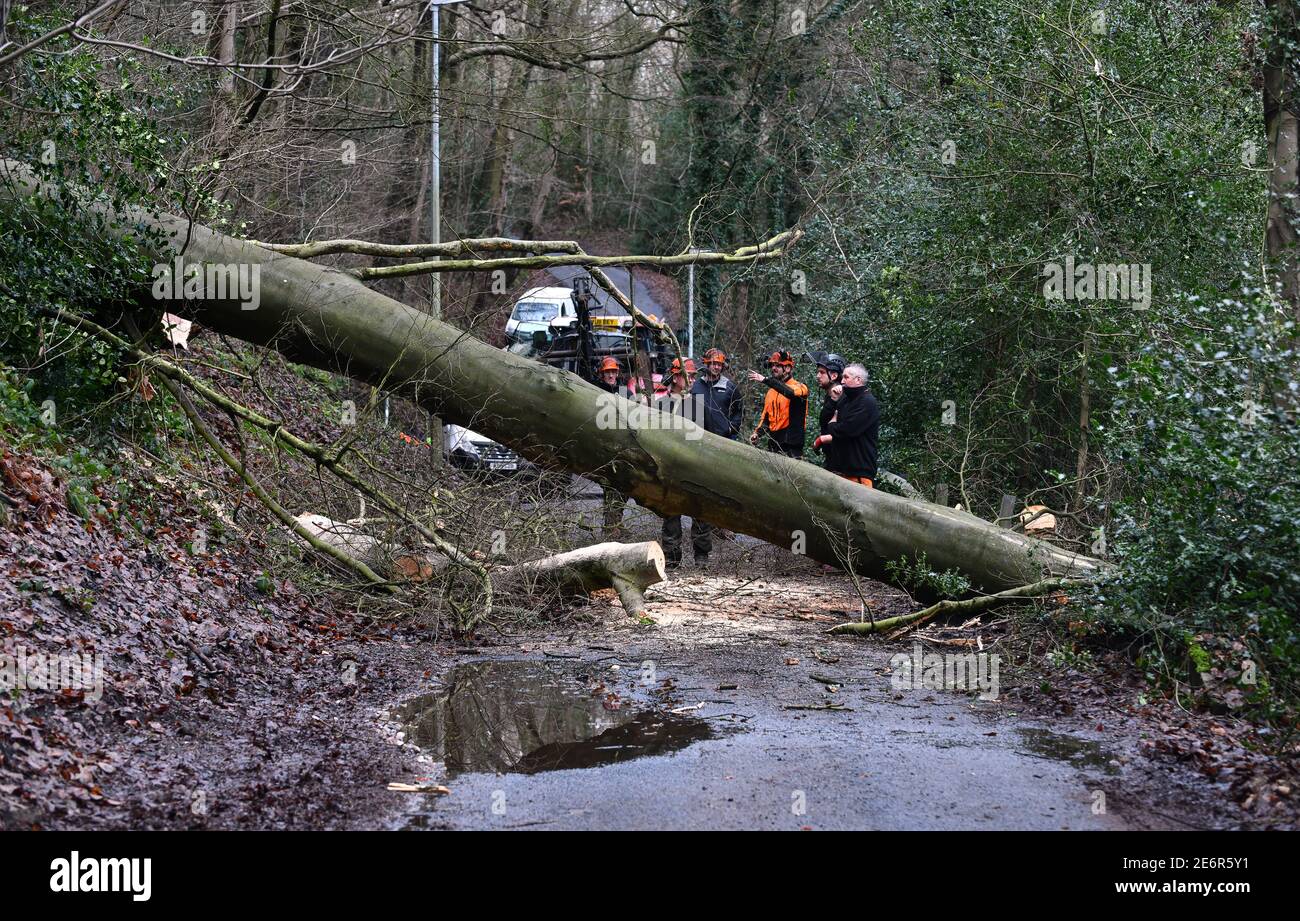 Straße blockiert durch gefallenen Baum Großbritannien, Großbritannien Stockfoto
