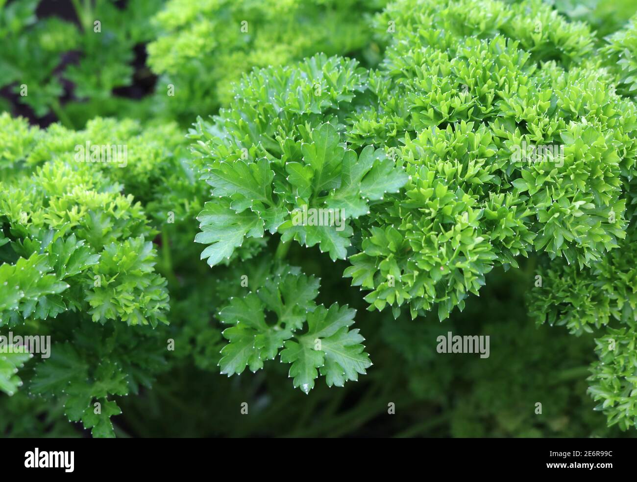 Hintergrundtextur einer Nahaufnahme der frischen Petersilie wächst In einem Kräutergarten Stockfoto