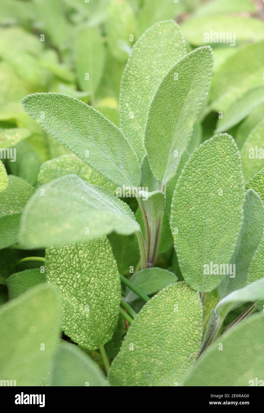 Hintergrund Textur von frischen grünen Salbei wächst in einem Kraut Garten Stockfoto