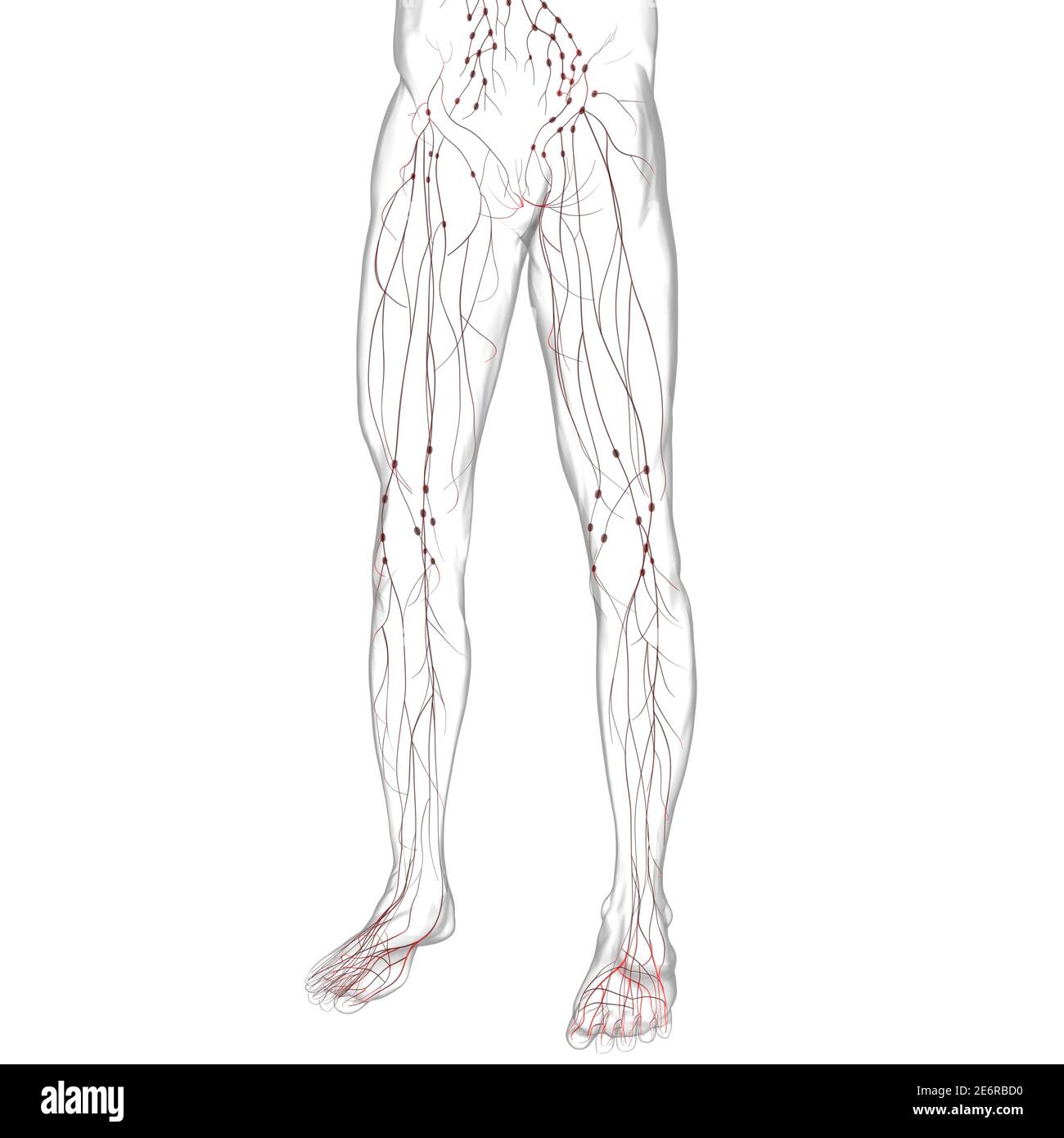 Menschliche Lymphknoten Anatomie für medizinisches Konzept 3D Illustration Stockfoto