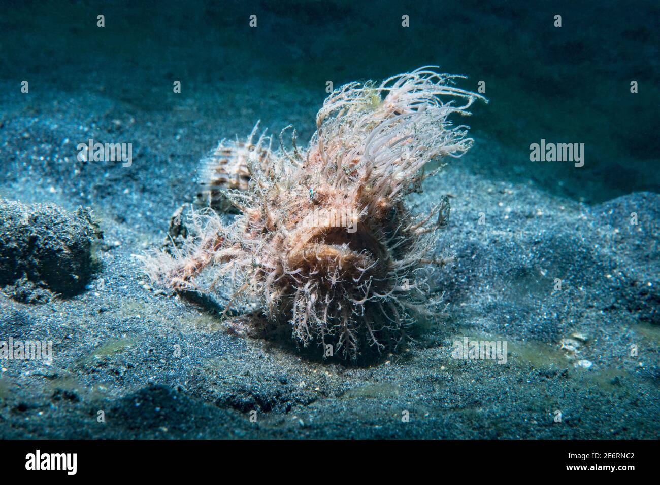 Gestreifte oder haariger Anglerfisch [Antennarius striatus]. Lembeh Strait, Nord Sulawesi, Indonesien. Stockfoto