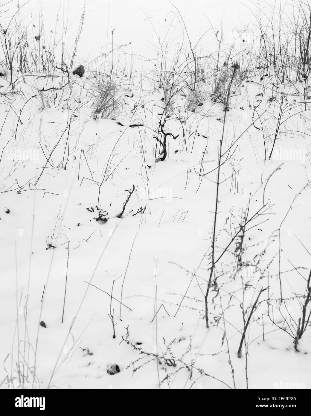 Grasabstraktion auf dem Forest Home Cemetery in Milwaukee mit Schwarz-Weiß-Schneebedeckung Stockfoto Grasabstraktion auf dem Forest Home Cemetery in Milwaukee mit Schwarz-Weiß-Schneebedeckung Stockfoto