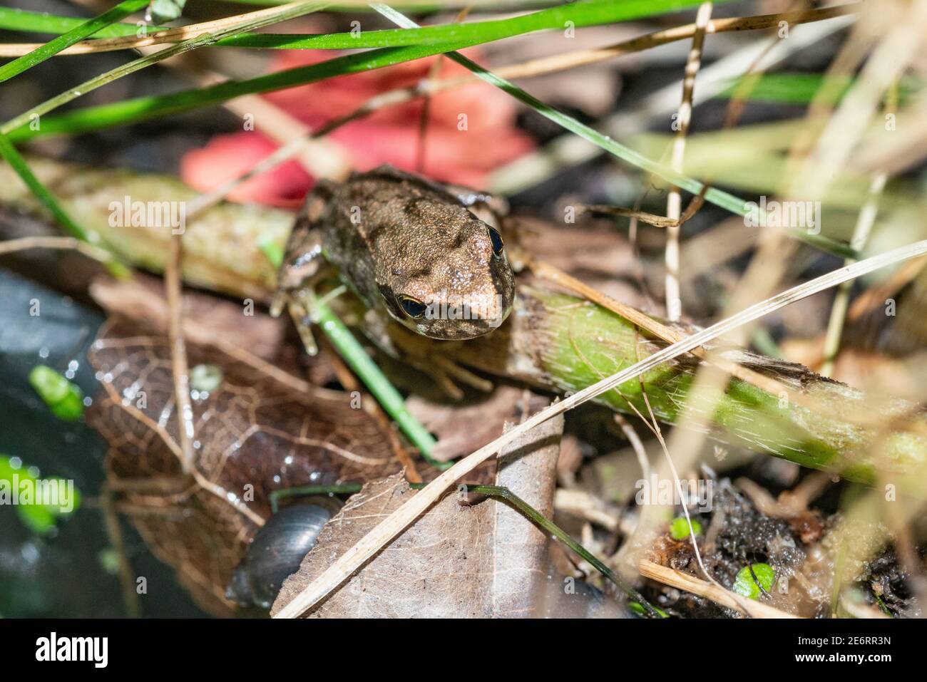 Gewöhnliches Froglet [Rana temporaria] vor kurzem von einem Kaulquappe metamorphosiert hat aus der Wanne geklettert, in der der Laich abgelagert wurde. 15 - 20 mm. London, Großbritannien Stockfoto