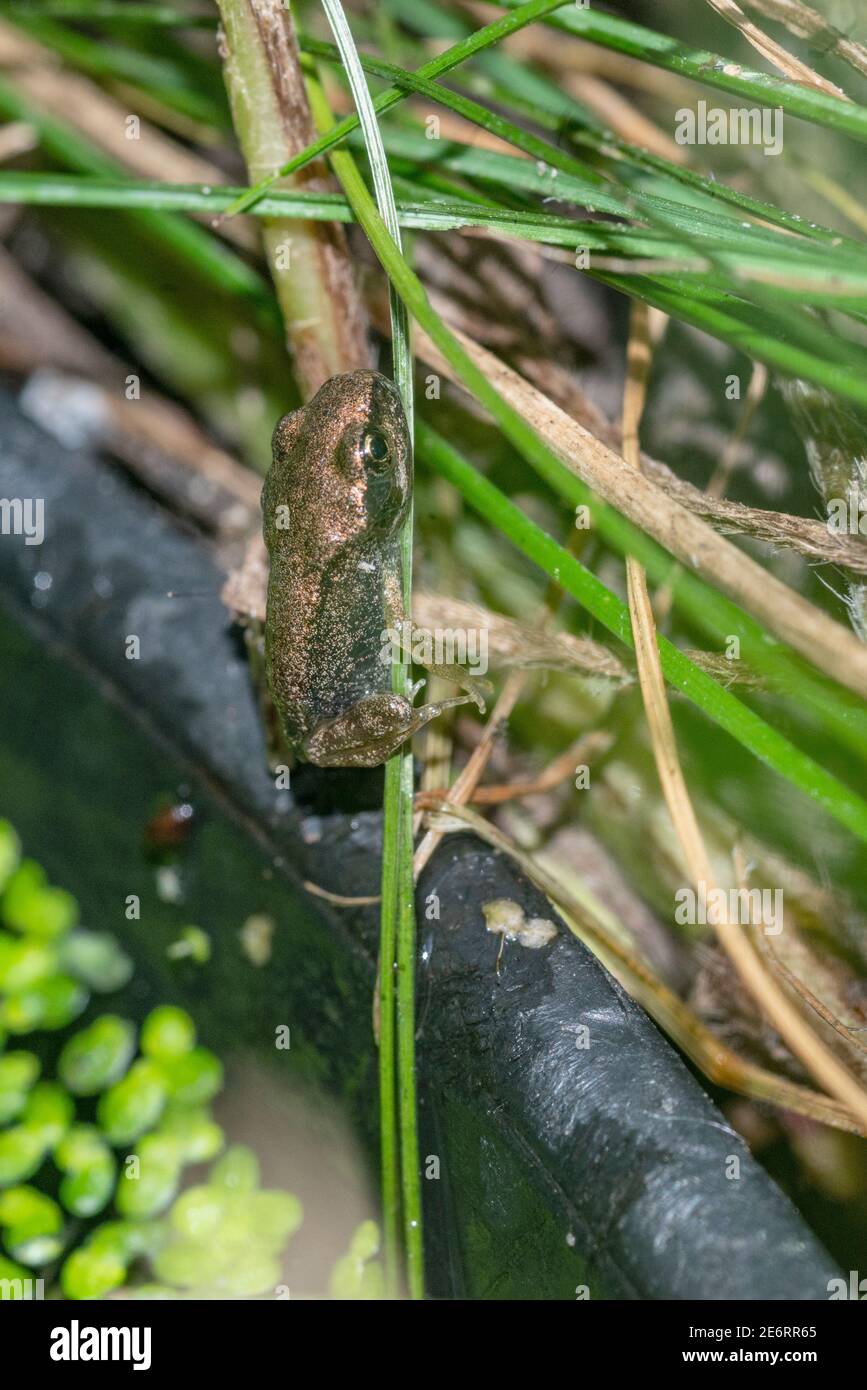 Gewöhnlicher Froglet [Rana temporaria] vor kurzem von einem Kaulquappe metamorphosierte gerade aus der Wanne kletterte, in der der Laich abgelagert wurde. 15 - 20 mm. London, U Stockfoto