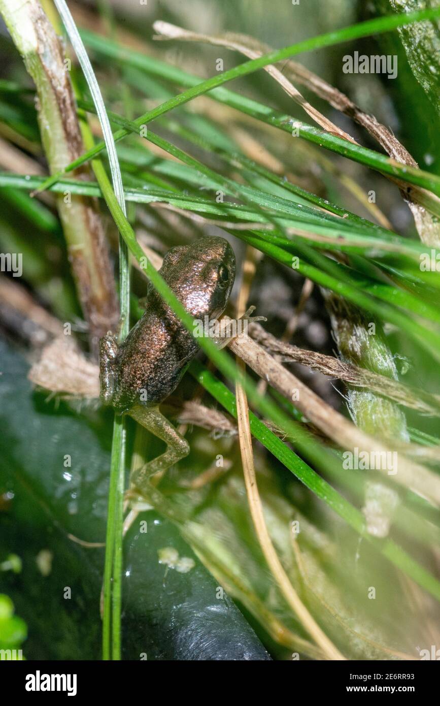 Gewöhnlicher Froglet [Rana temporaria] vor kurzem von einem Kaulquappe metamorphosierte gerade aus der Wanne kletterte, in der der Laich abgelagert wurde. 15 - 20 mm. London, U Stockfoto