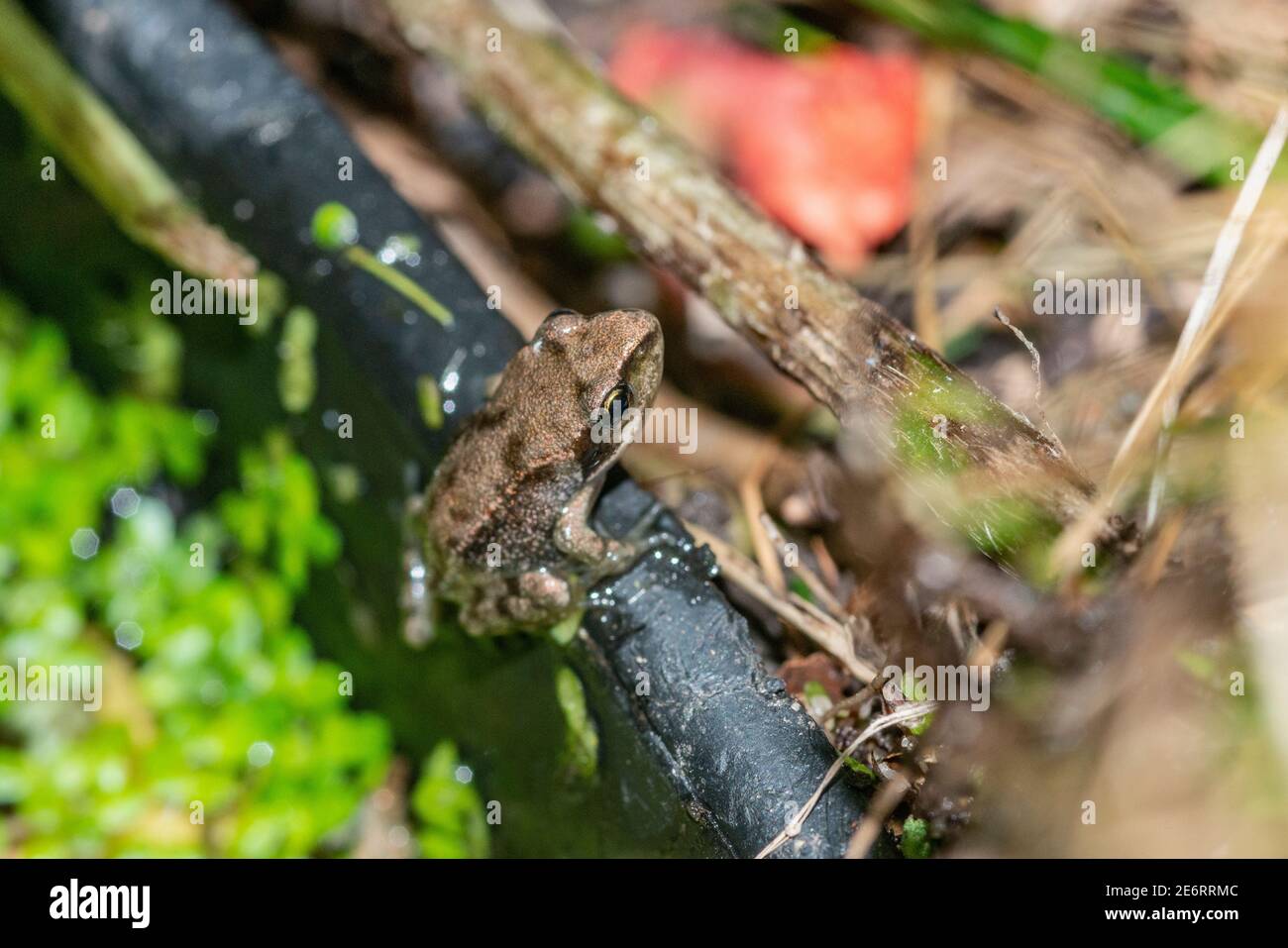 Gewöhnlicher Froglet [Rana temporaria] vor kurzem von einem Kaulquappe metamorphosierte gerade aus der Wanne kletterte, in der der Laich abgelagert wurde. 15 - 20 mm. London, U Stockfoto