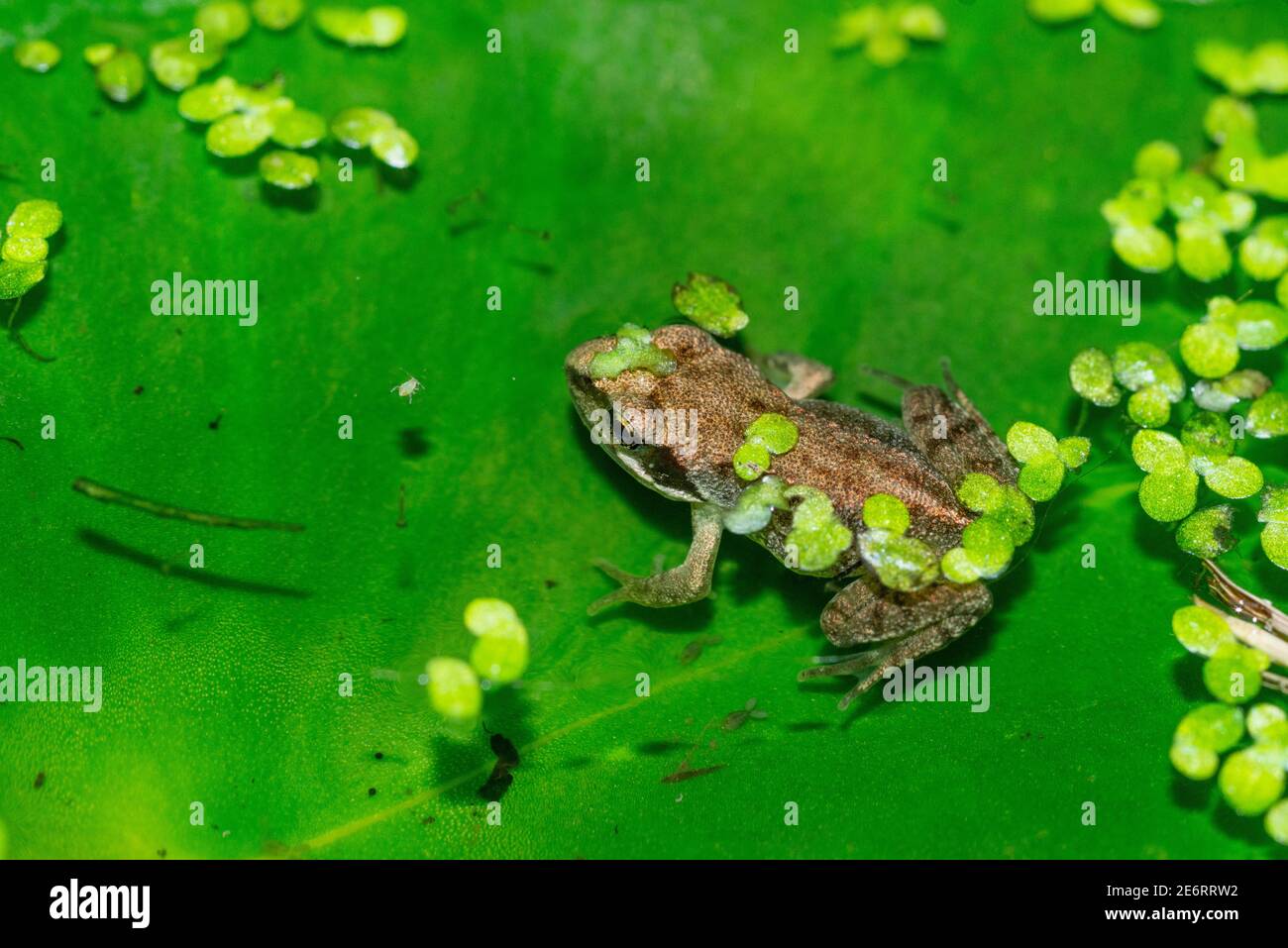 Gewöhnlicher Froglet [Rana temporaria] vor kurzem von einer Kaulquappe metamorphosiert. 15 - 20 mm. London, Großbritannien Stockfoto