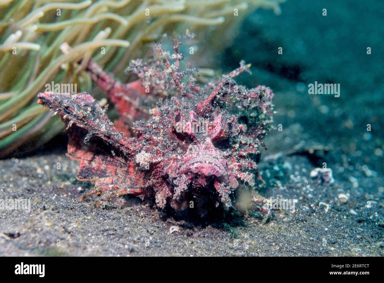 Stachelfisch [Inimicus didactylus]. Lembeh Strait, Nord-Sulawesi, Indonesien. Stockfoto