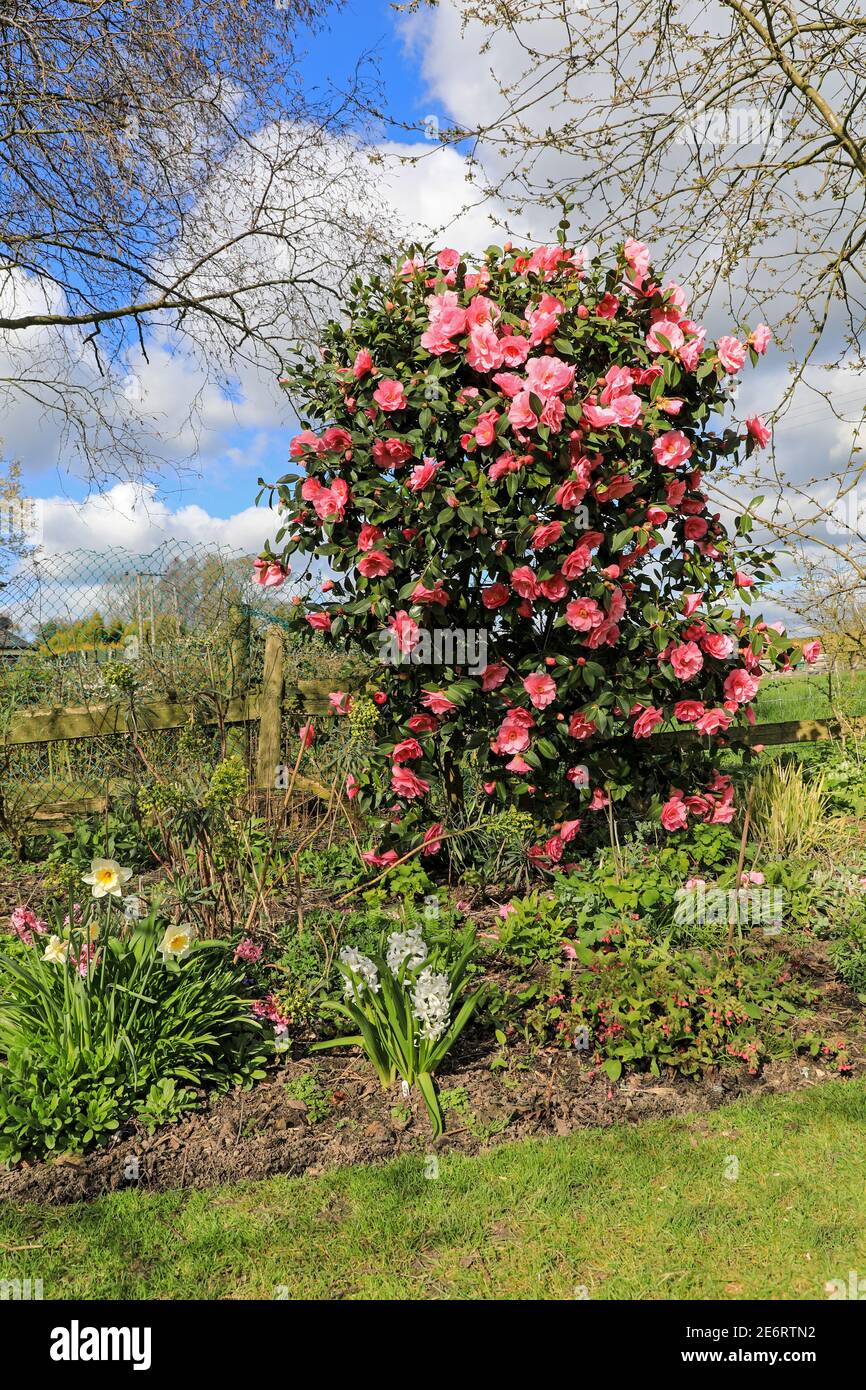 Die rosa Blüten einer Camellia japonica Busch, Strauch oder Pflanze, England, Großbritannien Stockfoto