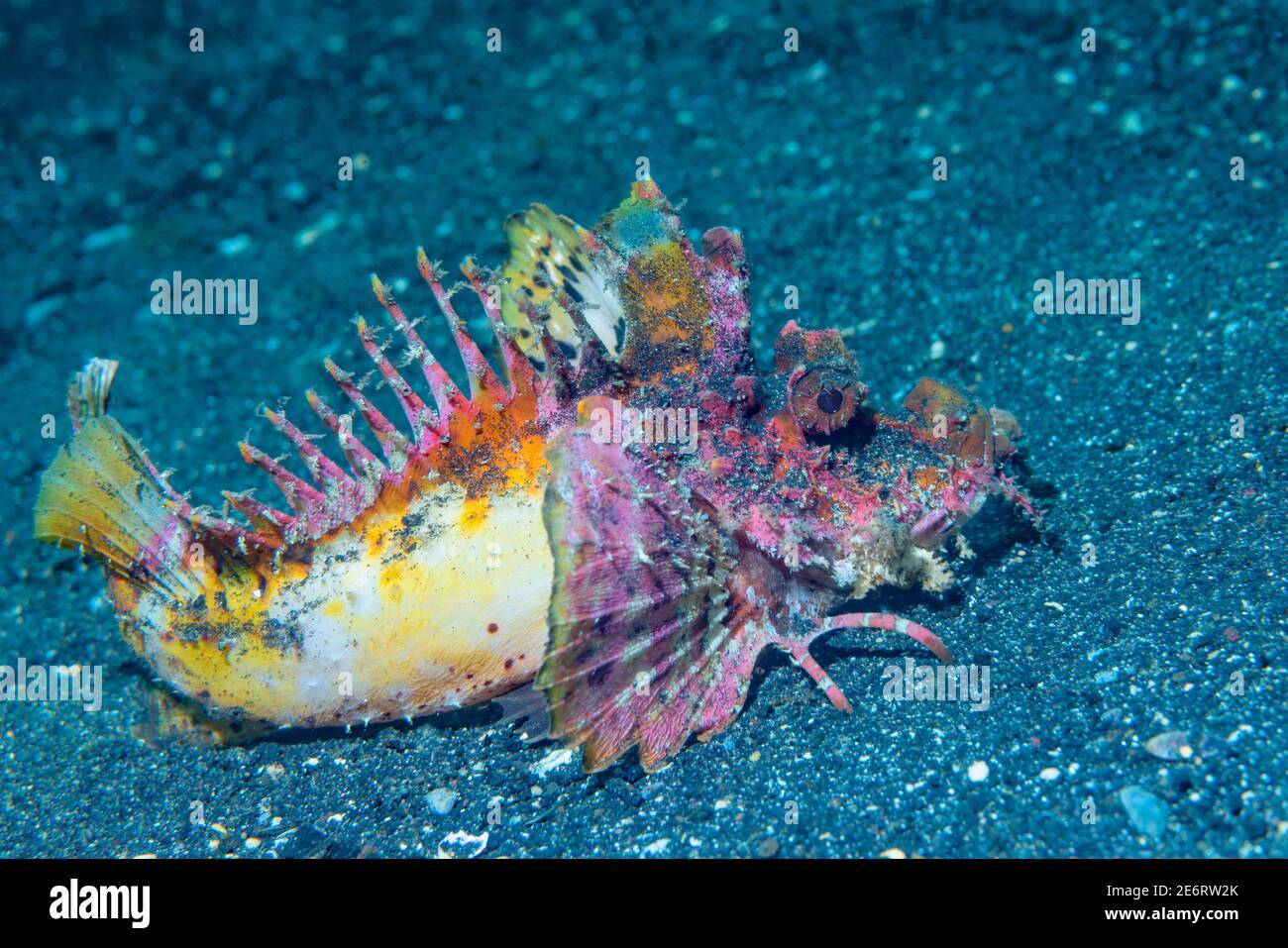 Stachelfisch [Inimicus didactylus]. Lembeh Strait, Nord-Sulawesi, Indonesien. Stockfoto