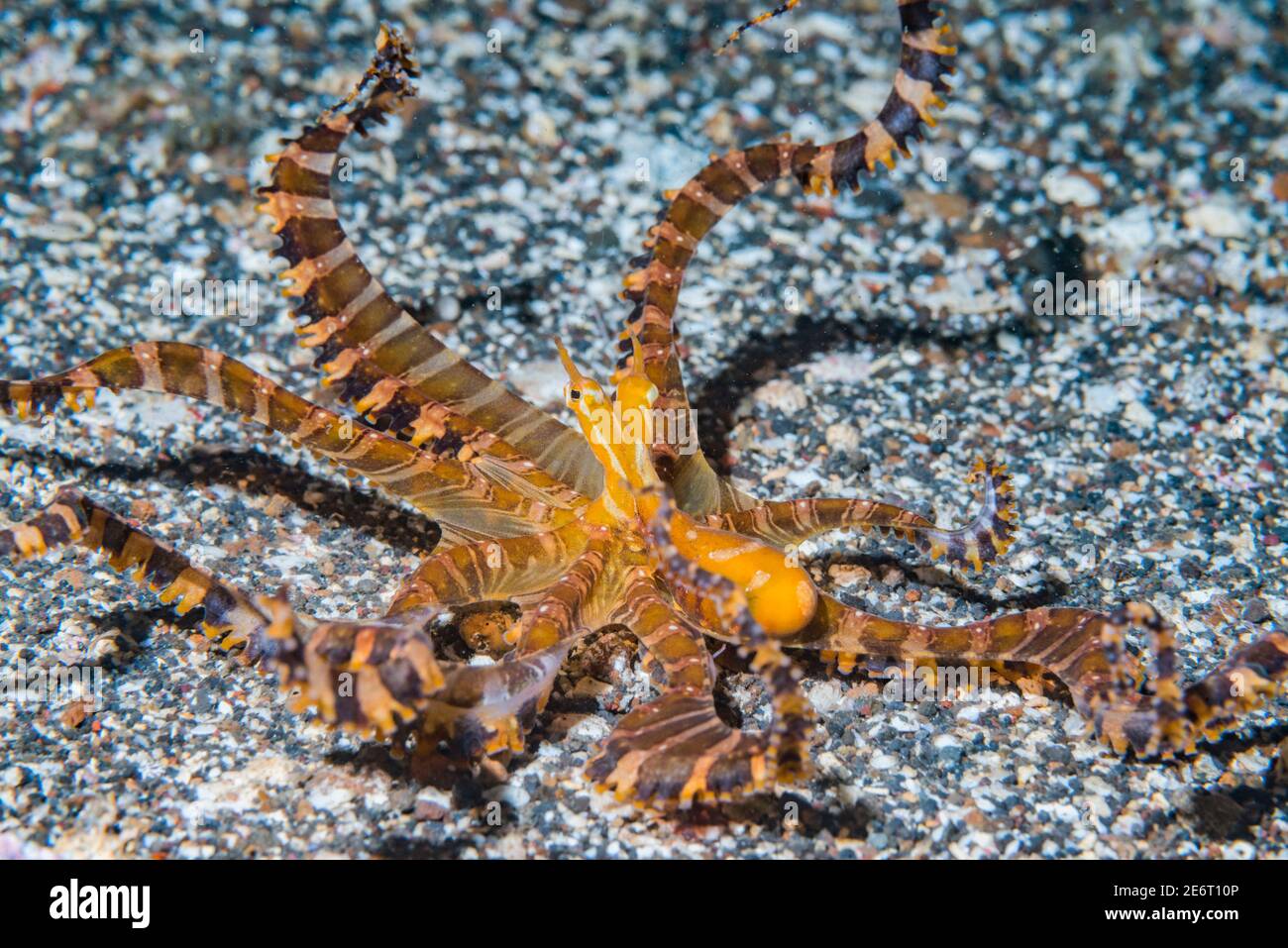 Wunderpus oder Wonderpus Oktopus [Wunderpus photogenicus]. Lembeh Strait, Nord-Sulawesi, Indonesien. Stockfoto