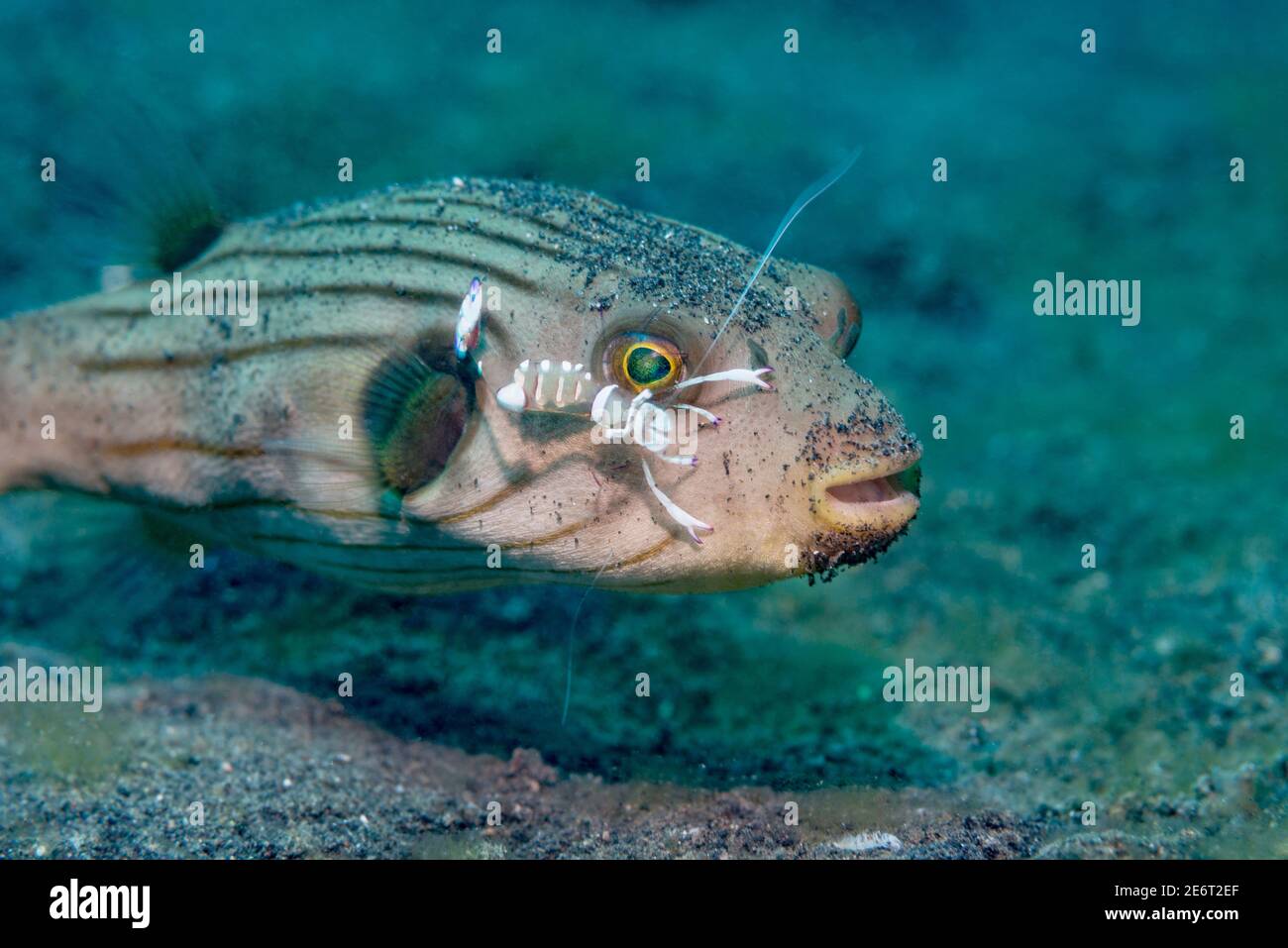 Gestreifter Kugelfisch [Arothron manilenses], der von einer herrlichen Anemongarnele [Ancylomenes magnificus] gereinigt wird. Lembeh Strait, Nord-Sulawesi, Indonesien Stockfoto