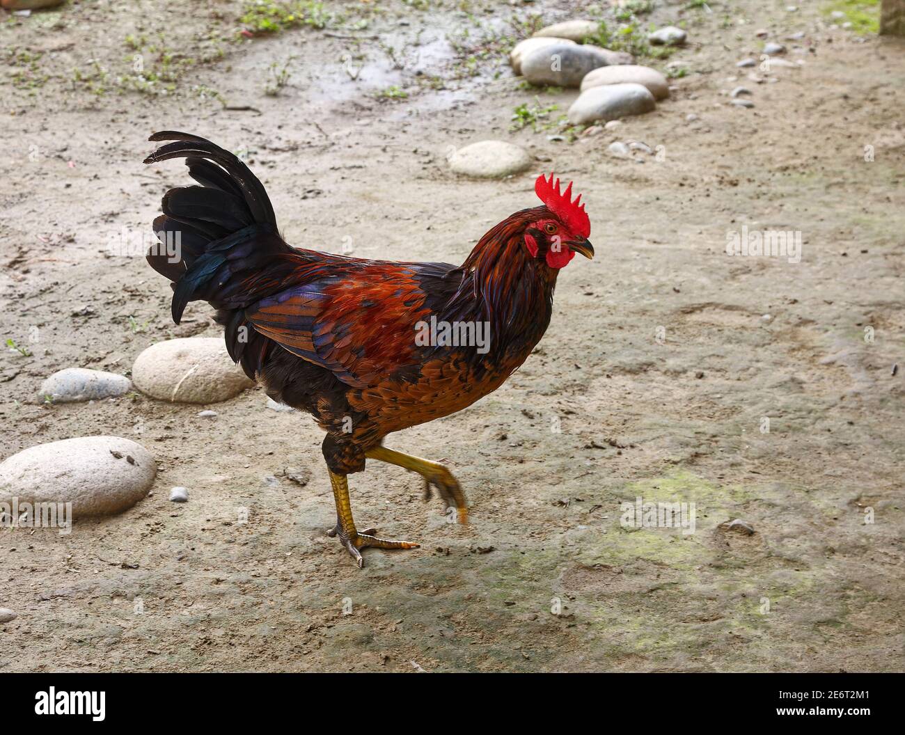 Hahnenwandern, bunt, bunt, Nutztier, Geflügel, Fuß bewegen, männliche Huhn, Südamerika, Amazonas tropischer Regenwald, Ecuador Stockfoto