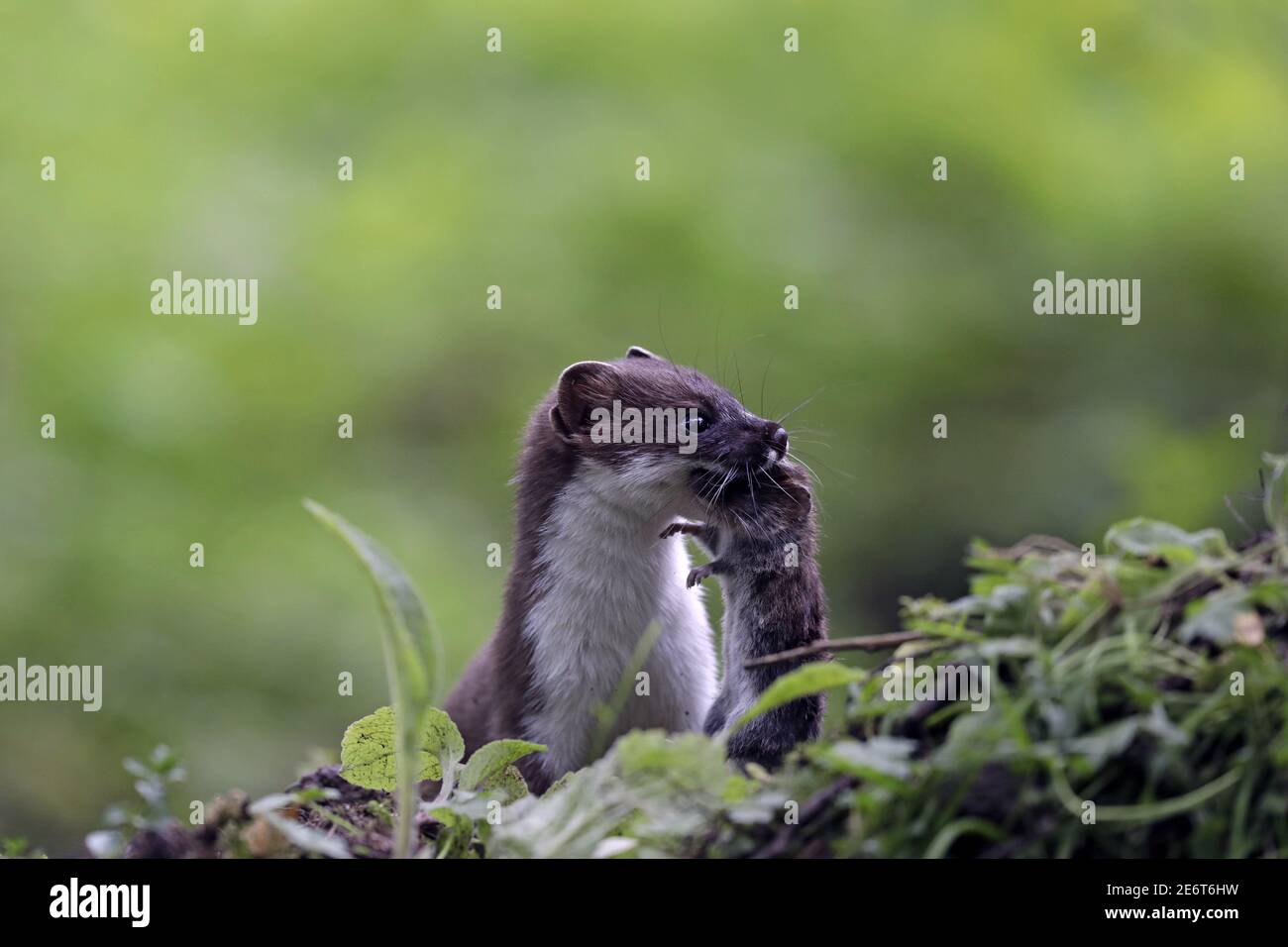 Stoat mit vordatierter Wühlmaus Stockfoto