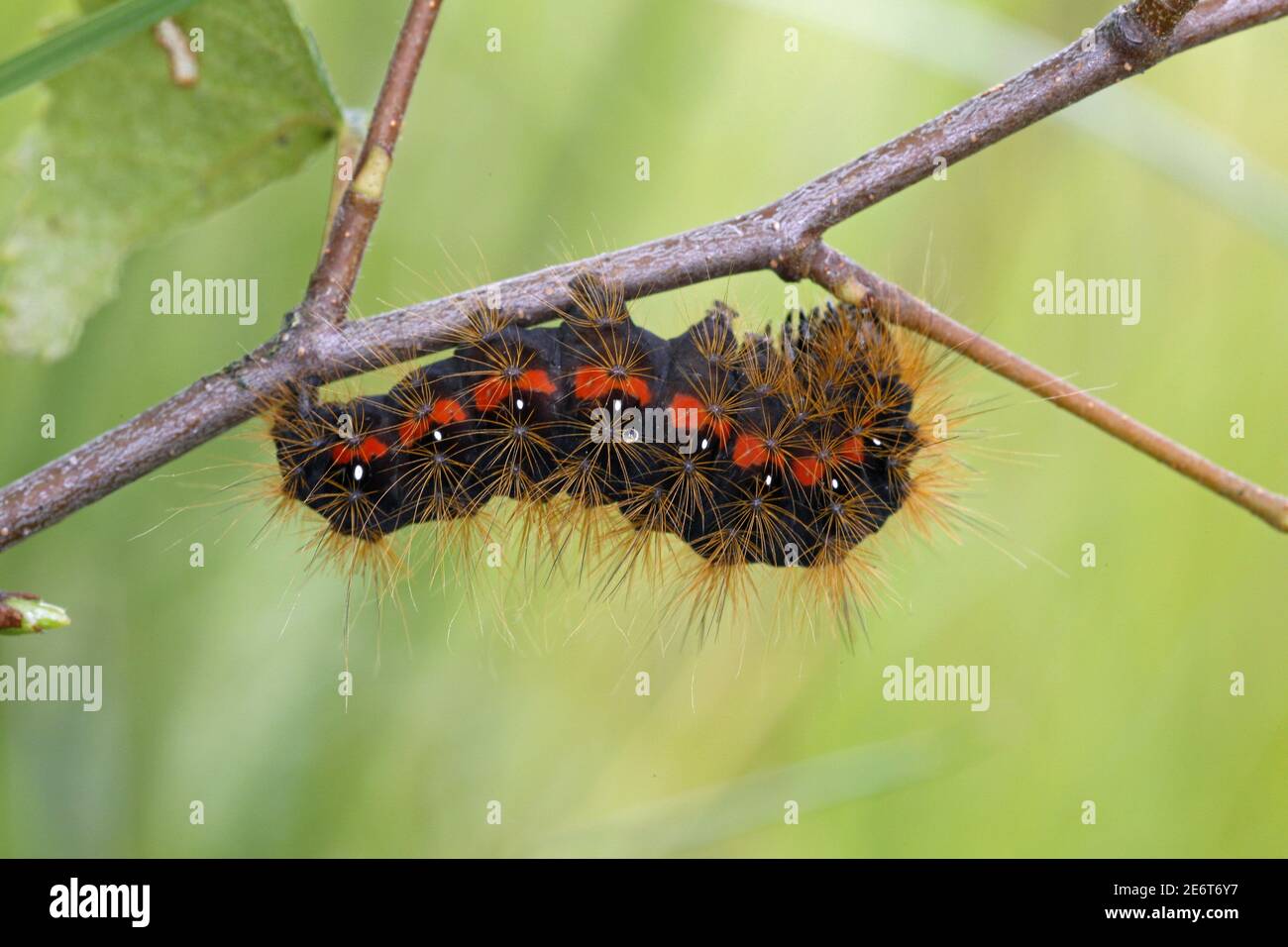 Leichtes Knot Gras, Acronicta menyanthidis, Raupe Stockfoto