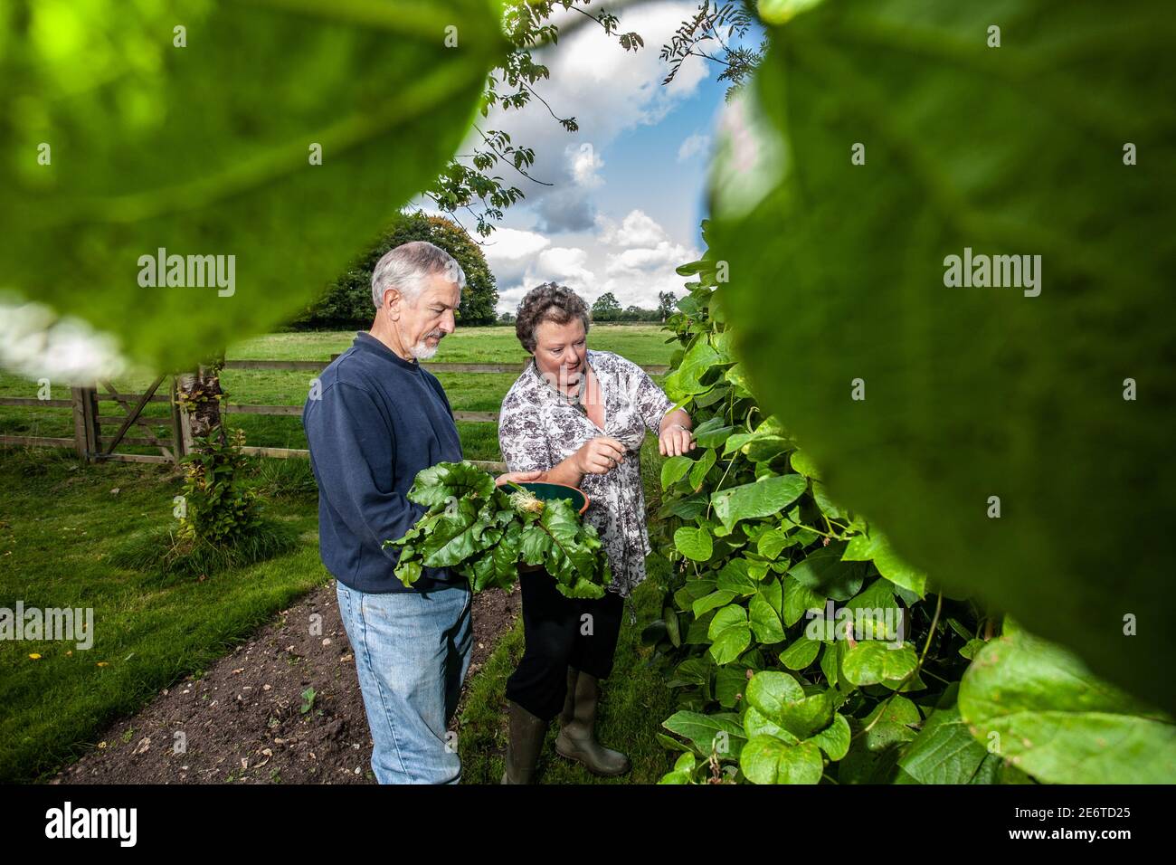 Lyn und Caroline Jenkins, die auf dem Gelände ihrer Hütte in Great Missenden, Großbritannien, Paddocks für ihre Llamas, Obstgärten und Gemüsegärten schufen Stockfoto