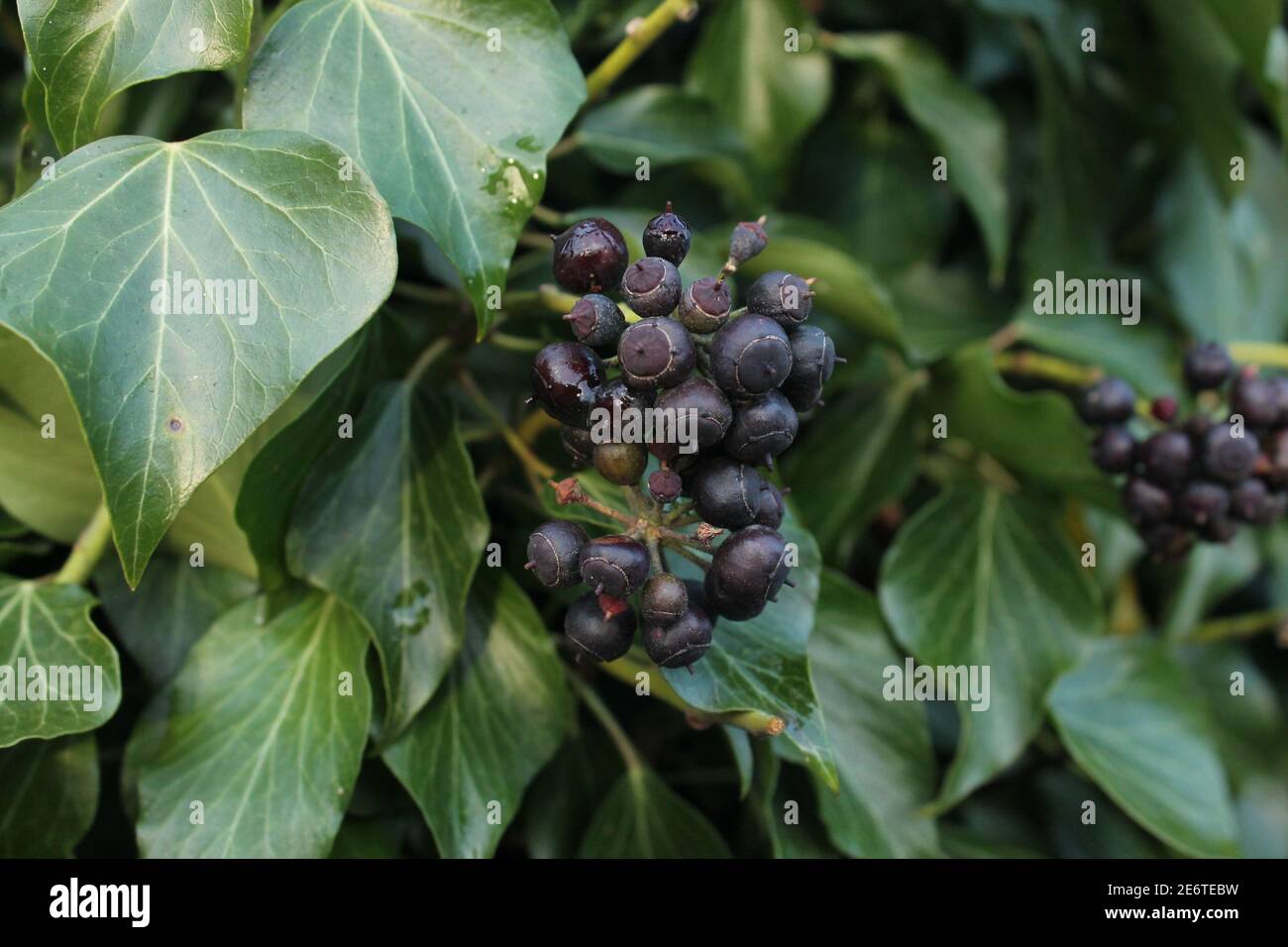 Efeu-Frucht mit schwarzen Beeren wie Kugelsternhaufen Stockfoto