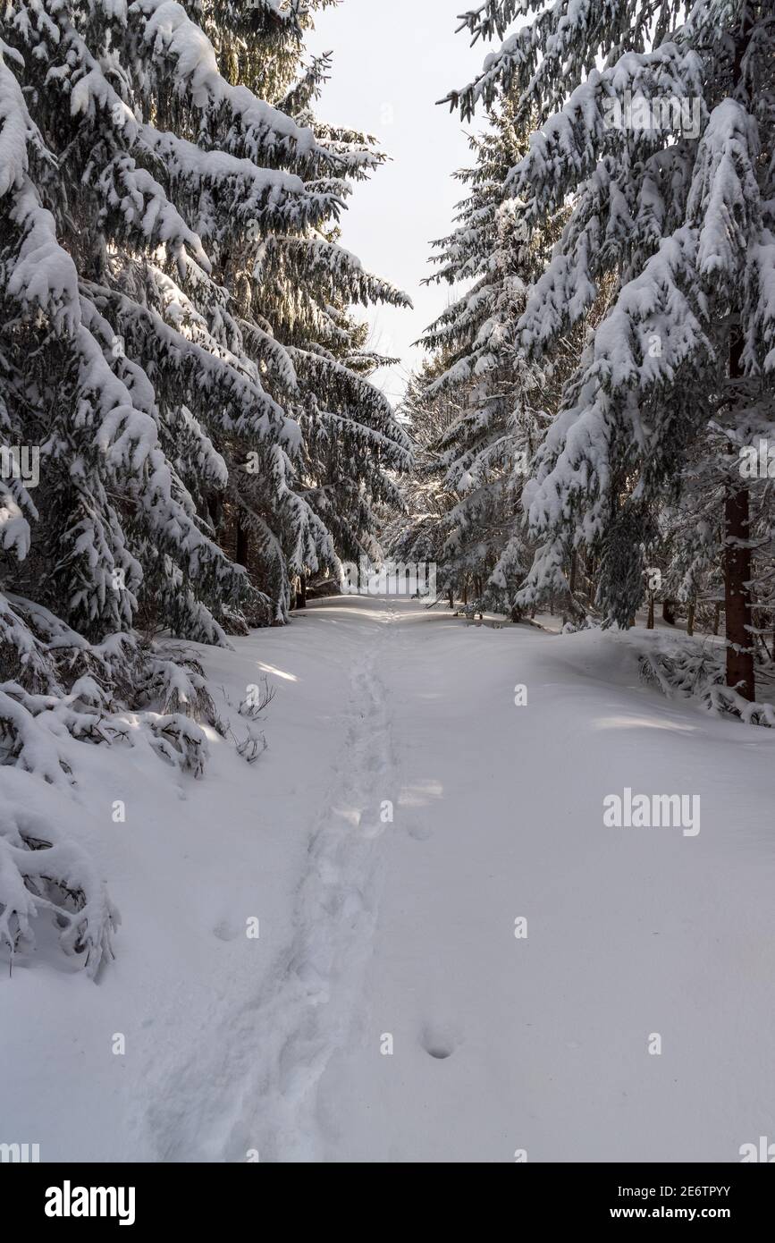 Schneebedeckter Wanderweg im Winterwald bei Bily kriz in Moravskoslezske Beskiden Berge auf tschechisch - slowakischen Grenzen Stockfoto