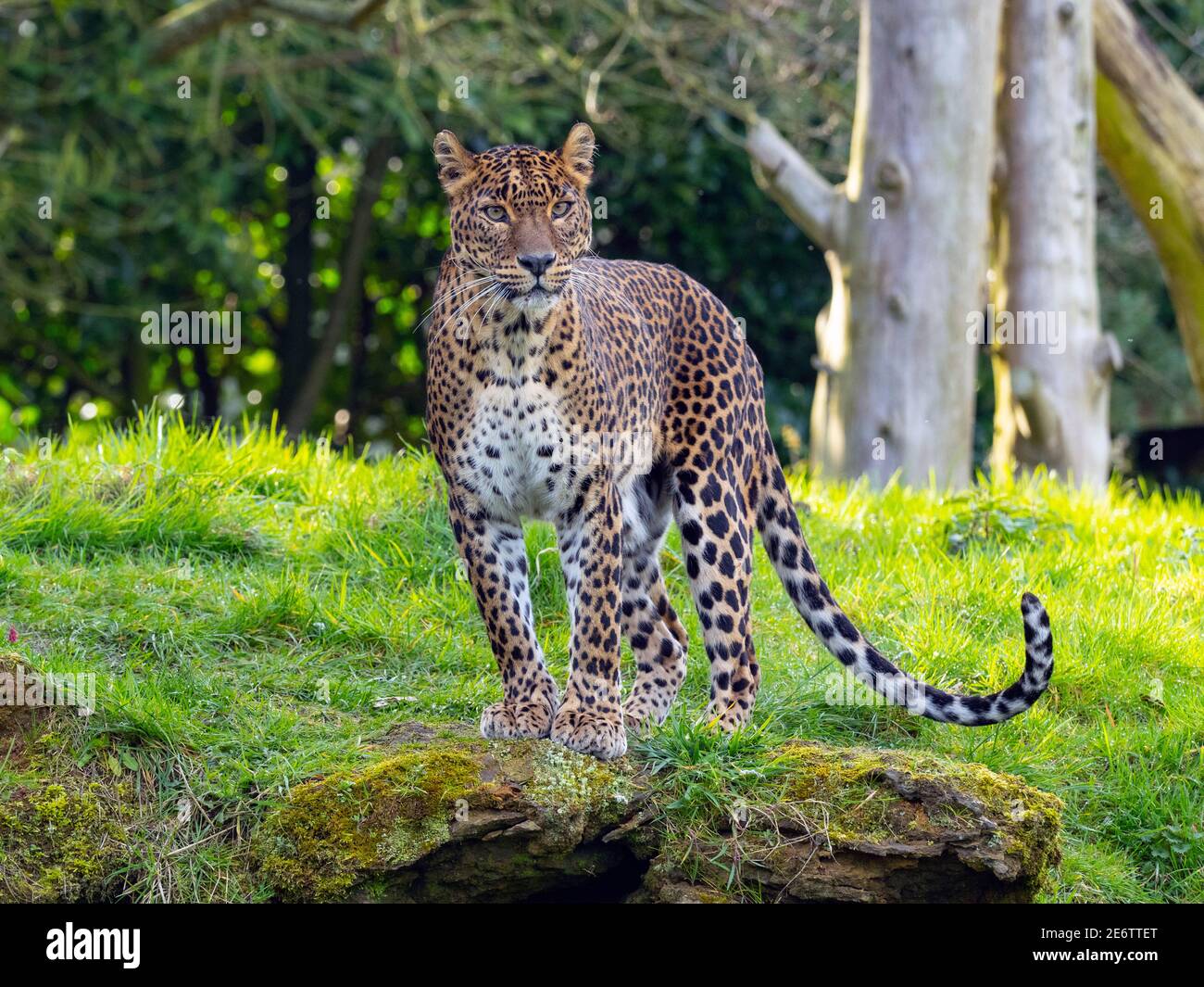 Panthera pardus kotiya aus Sri Lanka. Stockfoto