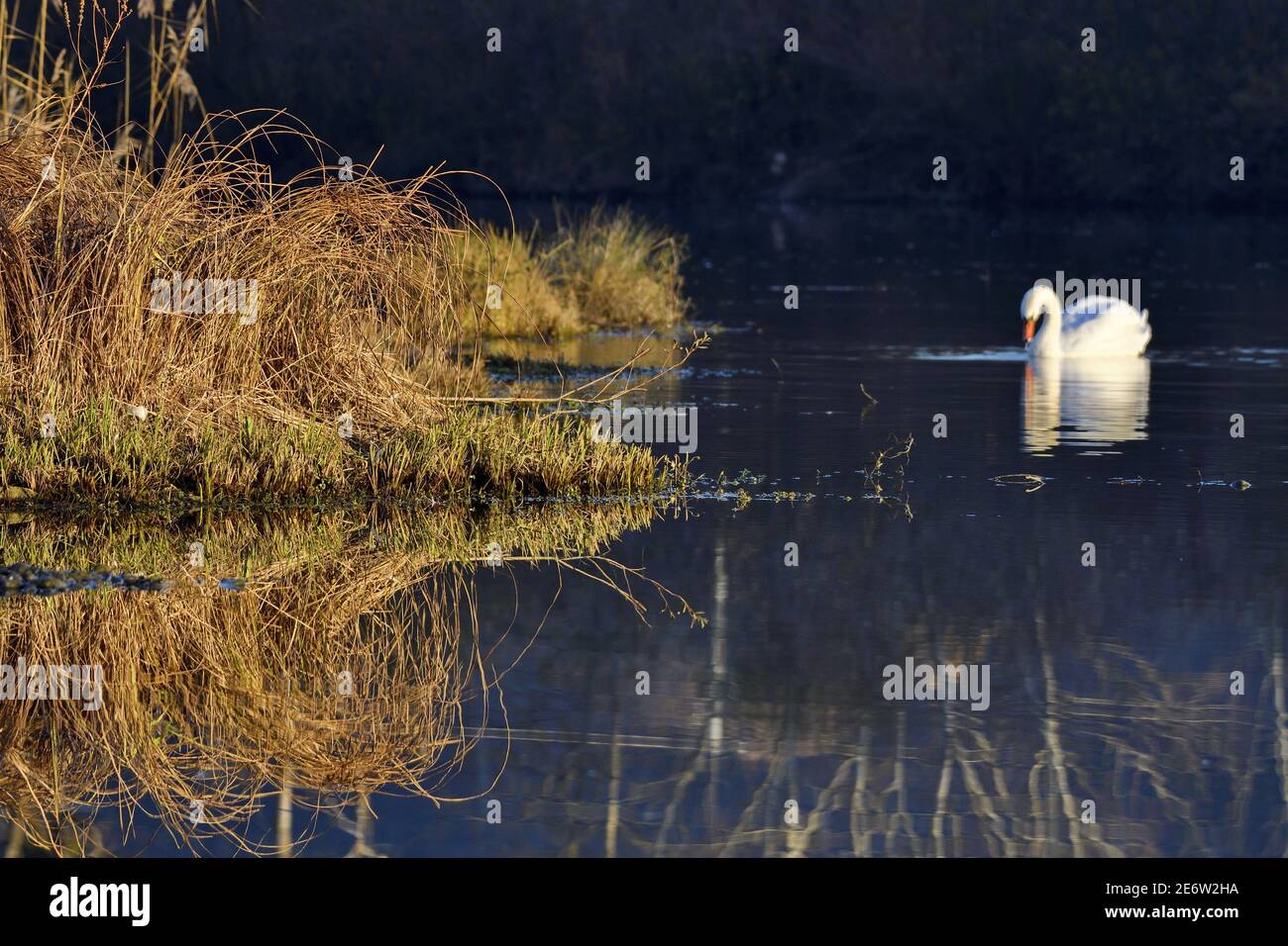 Frankreich, Doubs, Naturgebiet, Allan, Schilf im Winter, Flora, Mute Swan (Cygnus olor) Stockfoto