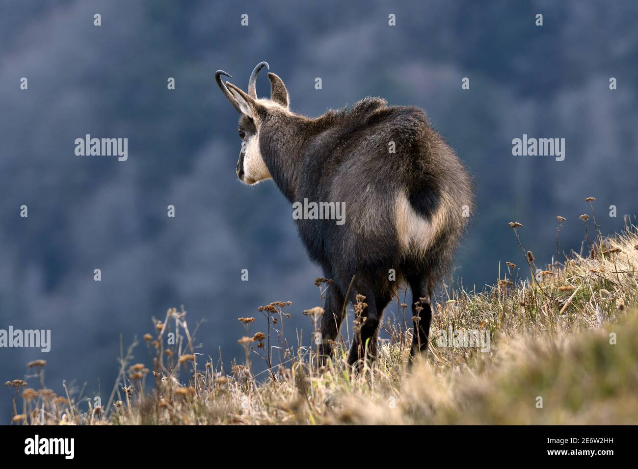 Frankreich, Doubs, Fauna, Alpine Chamois (Rupicapra rupicapra) Stockfoto Frankreich, Doubs, Fauna, Alpine Chamois (Rupicapra rupicapra) Stockfoto