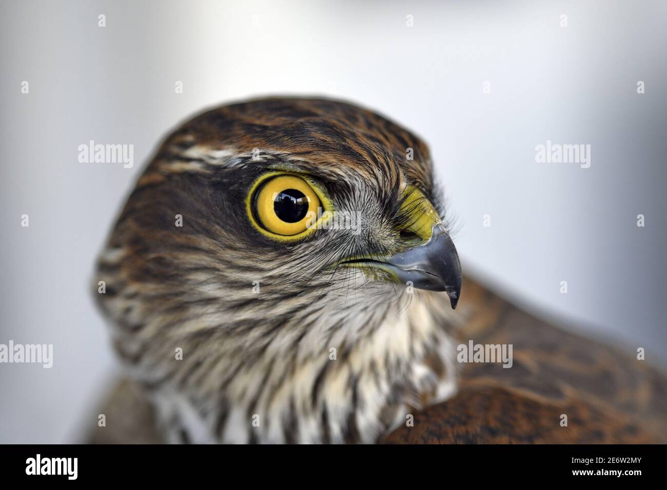 Frankreich, Doubs, Vogel, Tagesraptor, Europäischer Sparrowhawk (Accipiter nisus), Kopf Stockfoto