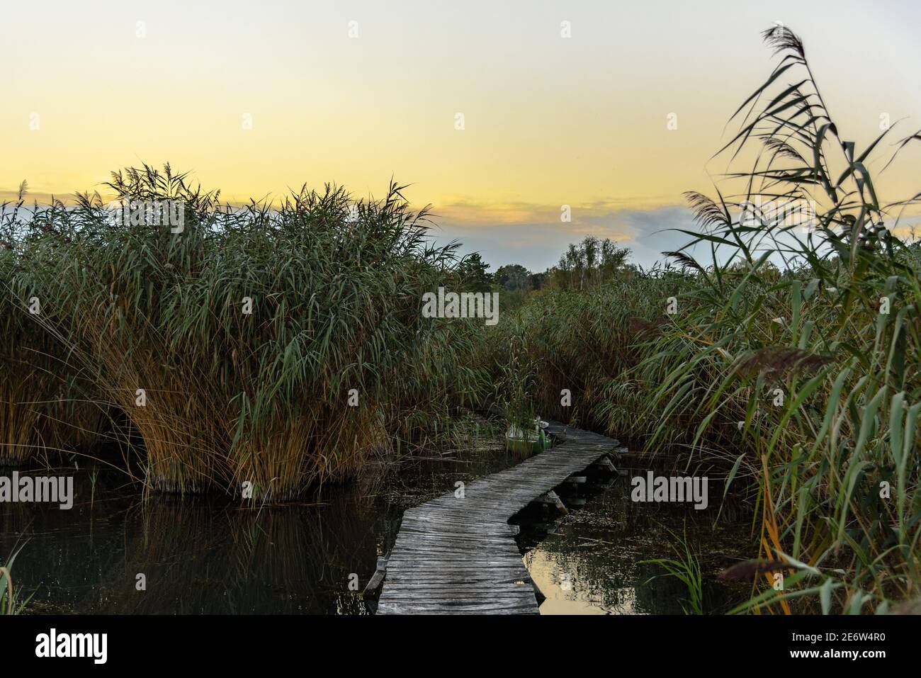 Ein hölzerner Steg am Plattensee, der in einige Schilf führt Am Ufer Stockfoto