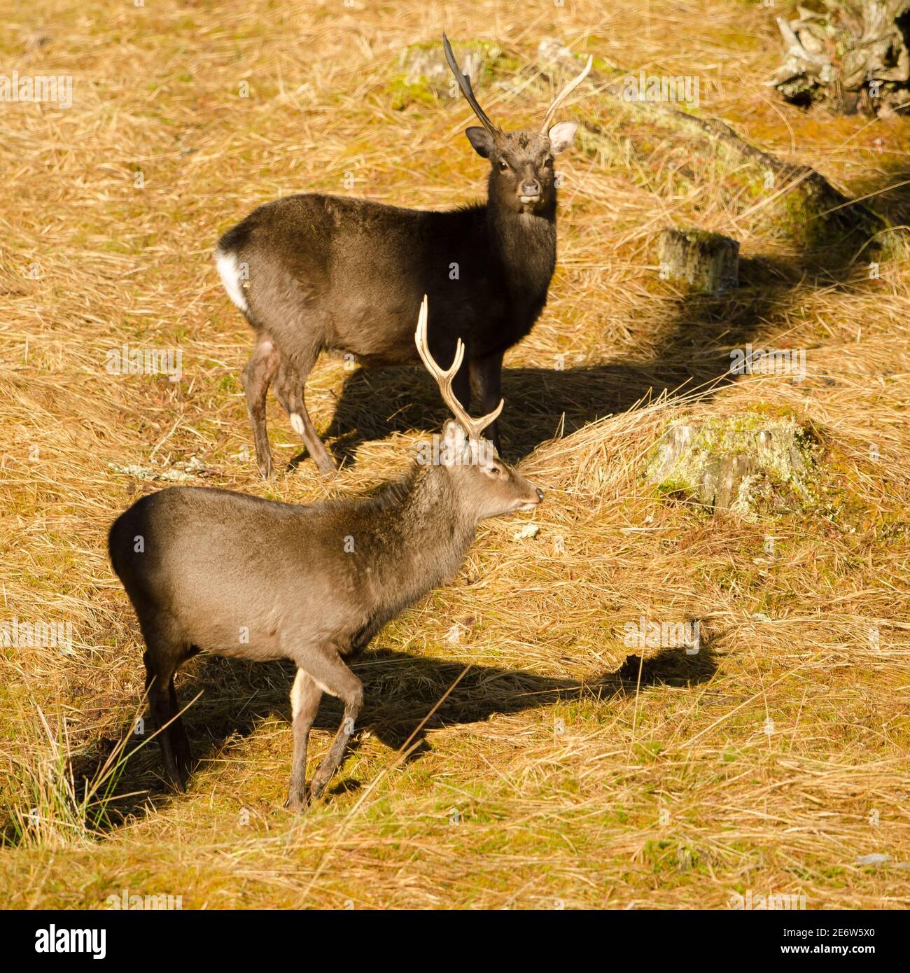 Zwei Sika Hirsche. Stockfoto