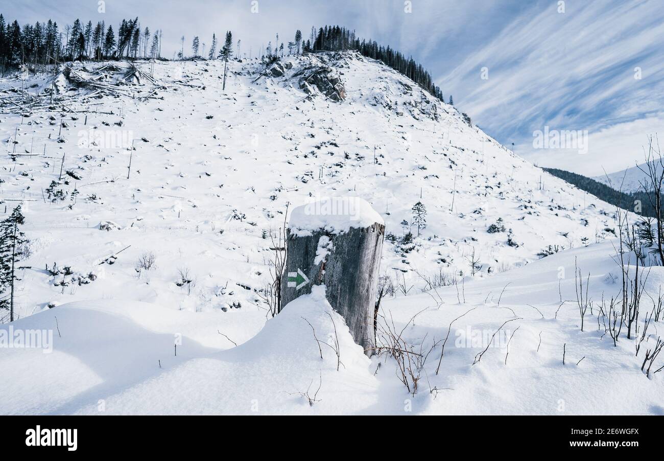 Grün markiert im Winter einen Wanderweg auf einem Baum. Wandern auf den spektakulären Pisten. Wunderschöne Winterlandschaft Stockfoto