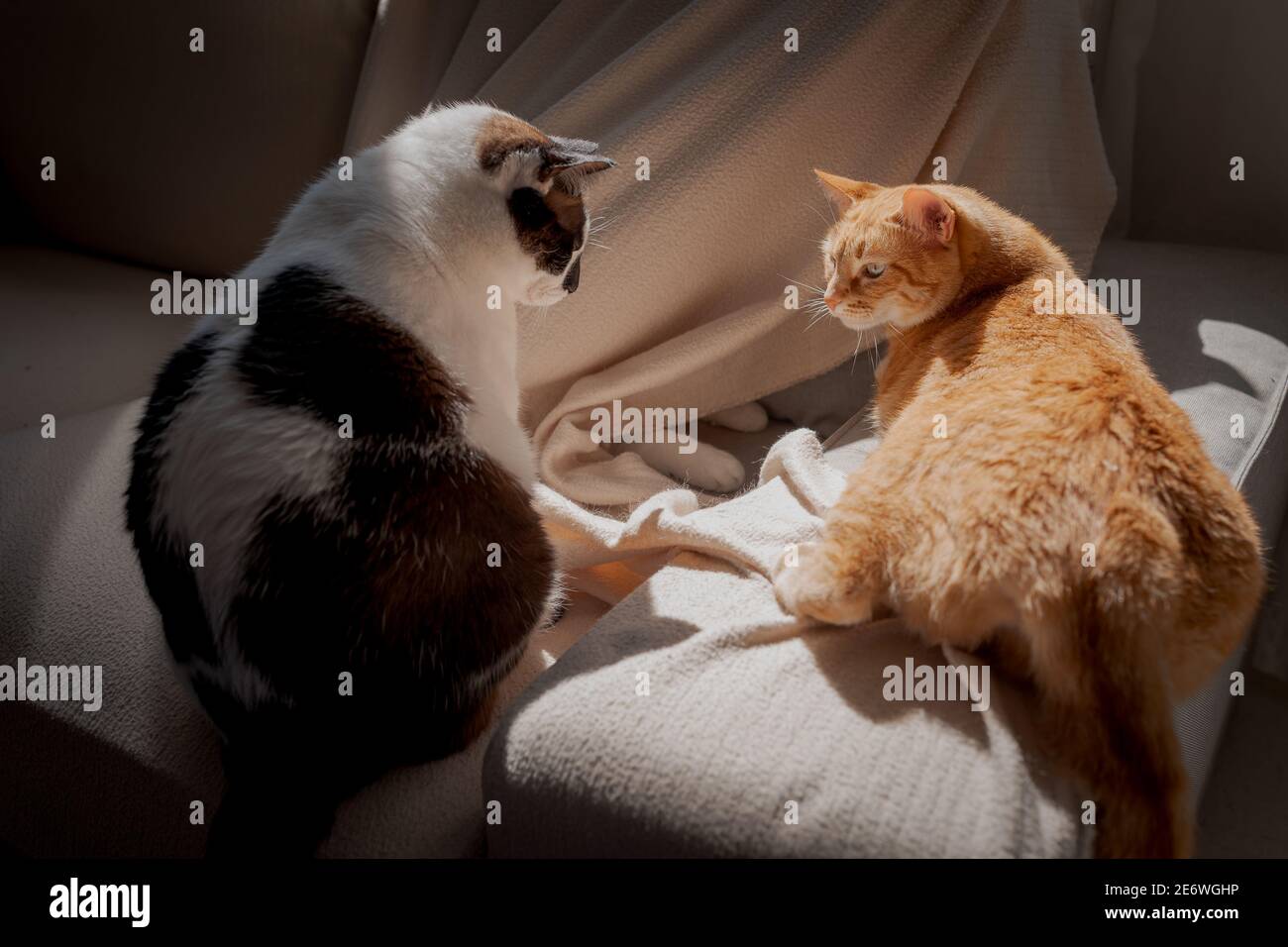 Zwei Hauskatzen interagieren unter dem Licht des Fensters Stockfoto