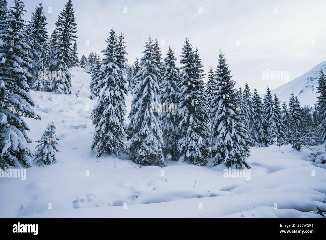 Schöne Winterlandschaft mit verschneiten Bäumen. Gefrorener Wald im Winter. Bäume bedeckt von Eis und Schnee in Skandinavien Stockfoto
