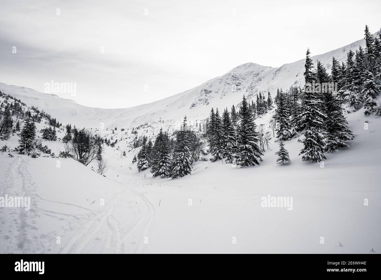 Kalter Winter mit viel Schnee und blauem Himmel. Schneebedeckte Fichten auf dem Hintergrund. Schöne verschneite Winterlandschaft. Stockfoto