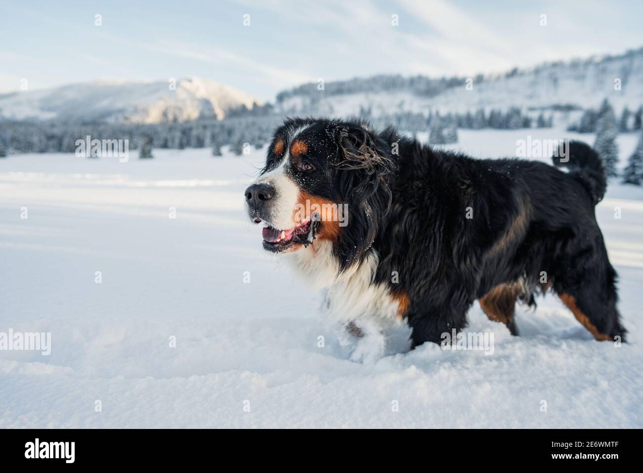 Berner Berghund mit Schnee im Winter verschneit Wetter. Lustiges Haustier Stockfoto