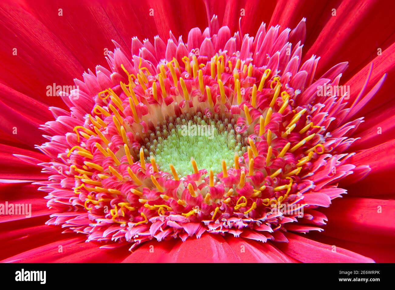 Pefection in der Natur. Makro-Fotografie von bunten Gerbera Gänseblümchen (afrikanische Gänseblümchen) zeigt feine Details der inneren, mittleren und äußeren Ringe. Stockfoto
