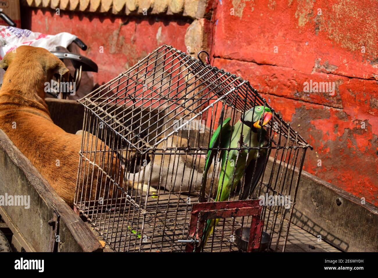 Hund und Käfigpapagei, Varanasi, Indien Stockfoto
